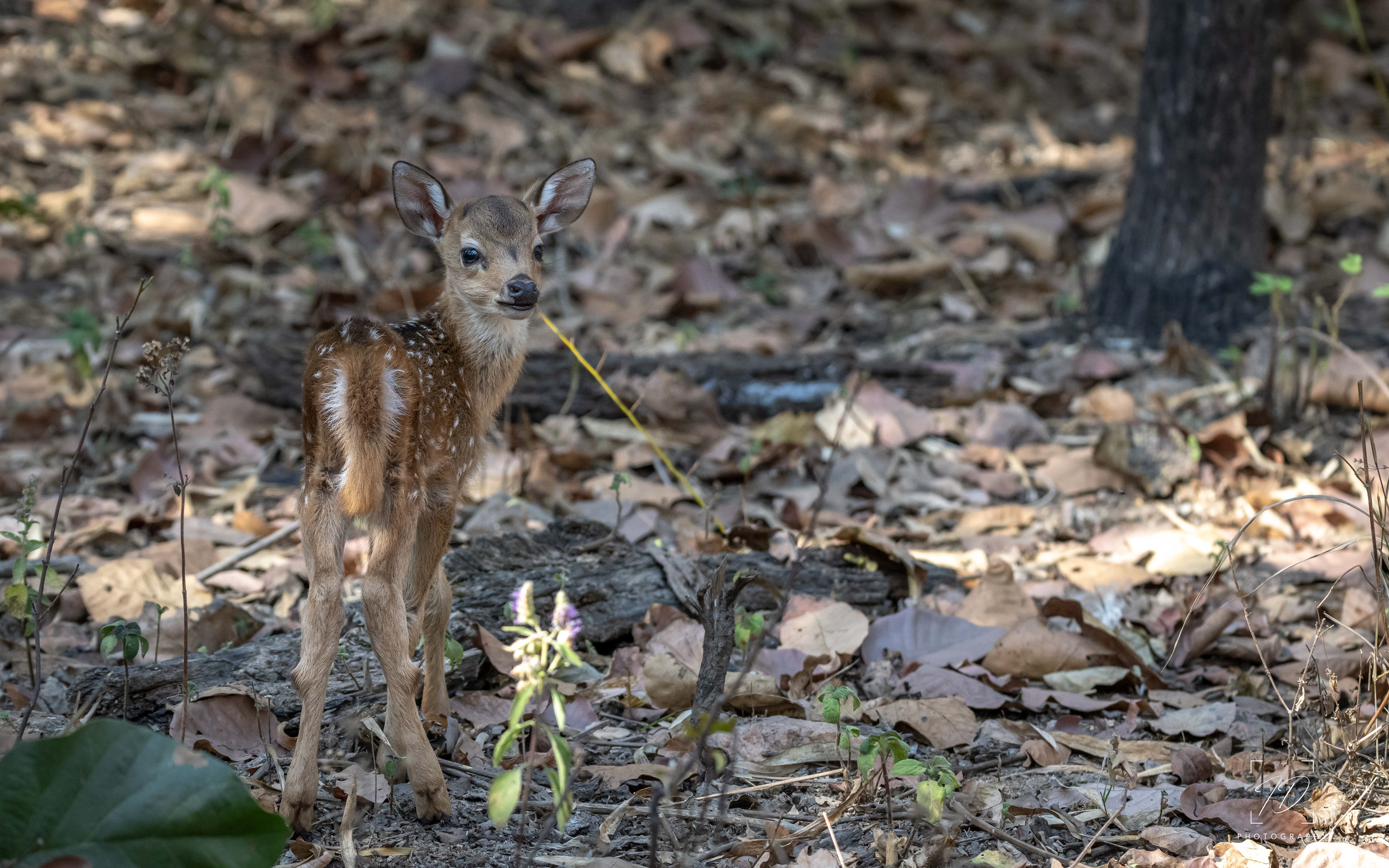 Baby Chital