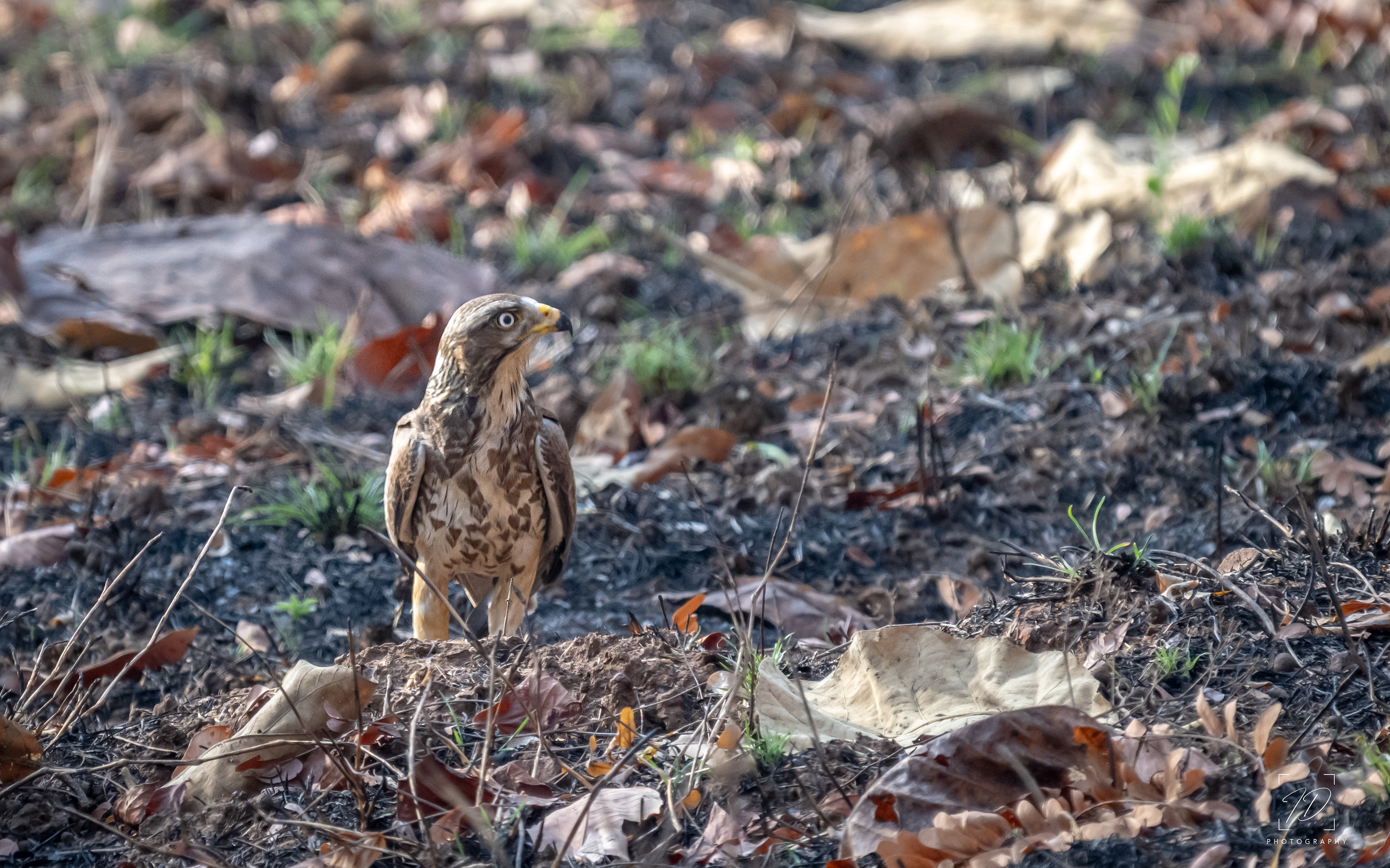 Juvenile wide eyed buzzard