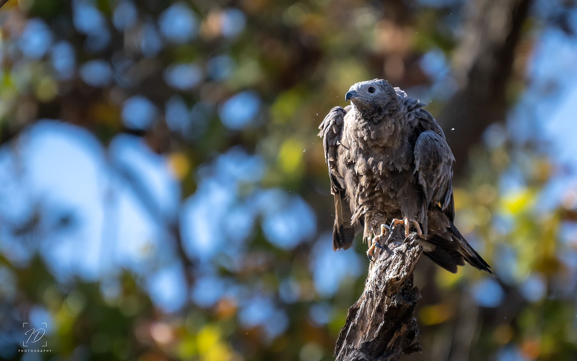 Crested serpent eagle