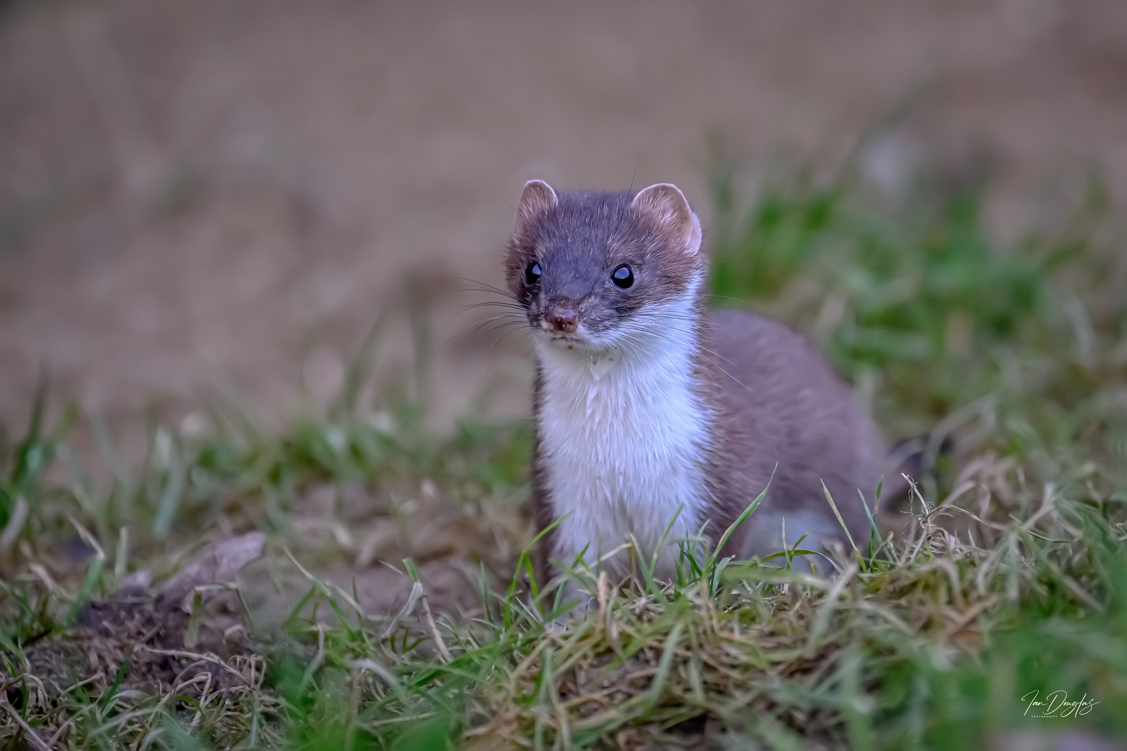 Weasel