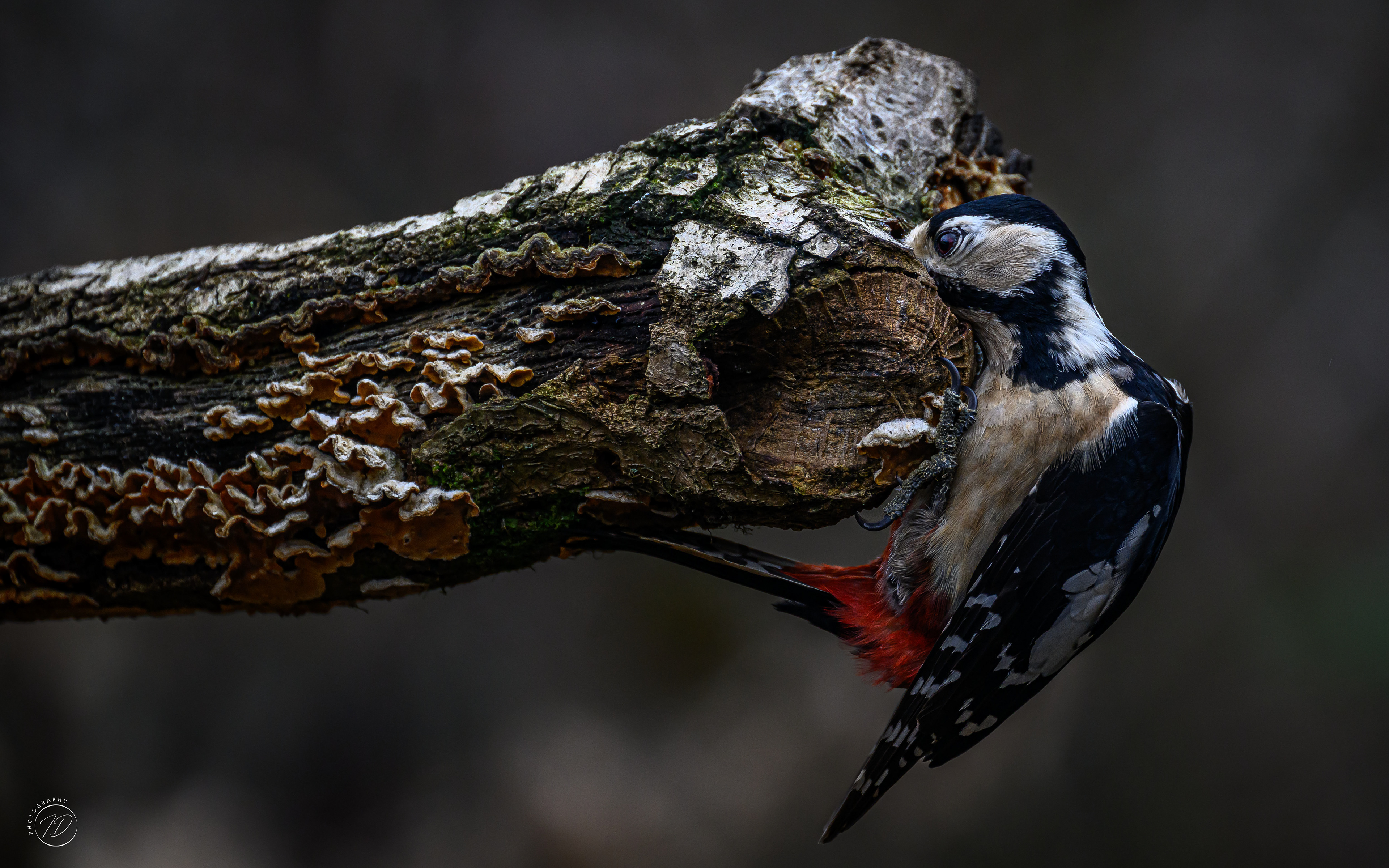 Great spotted woodpecker