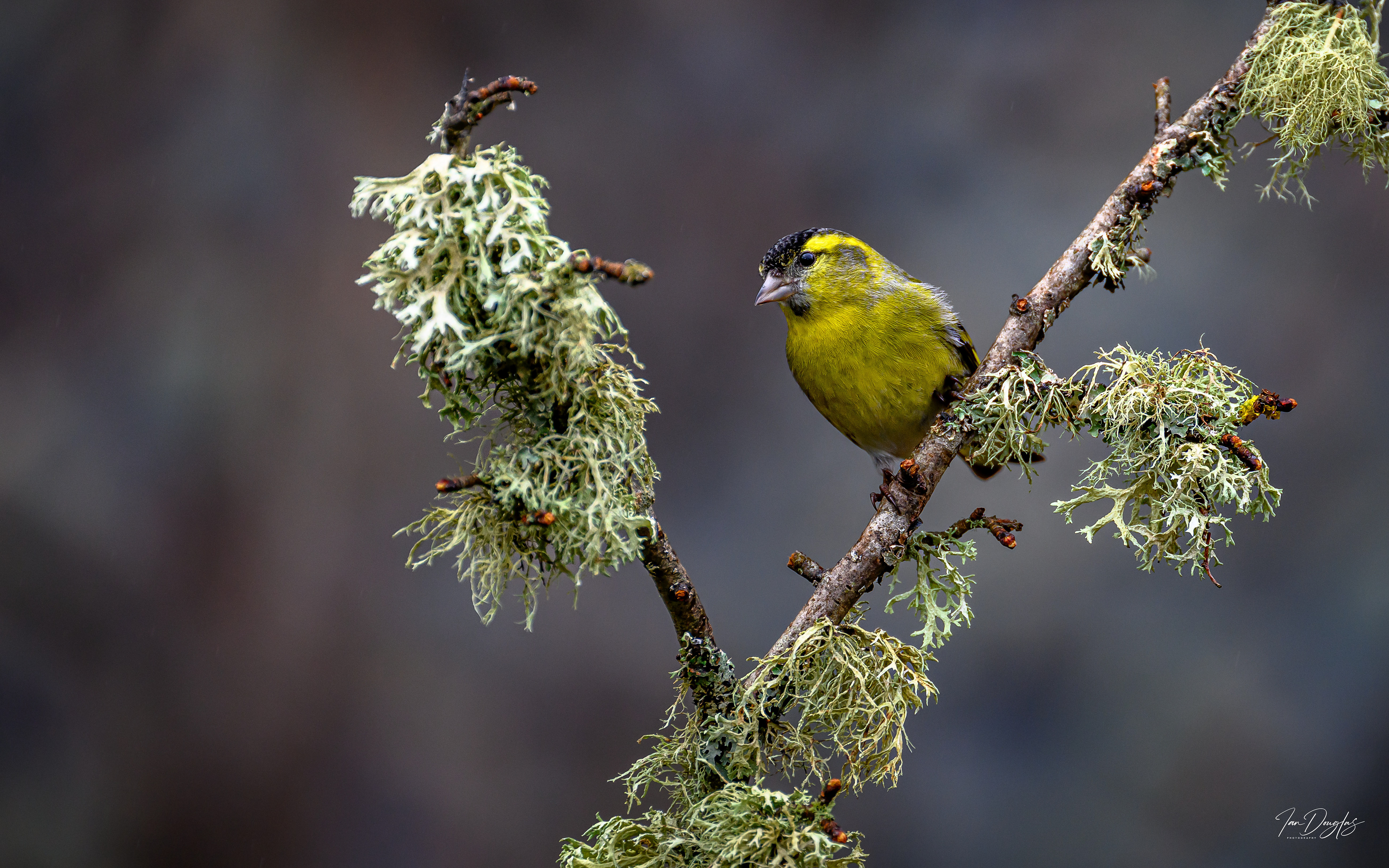 Greenfinch