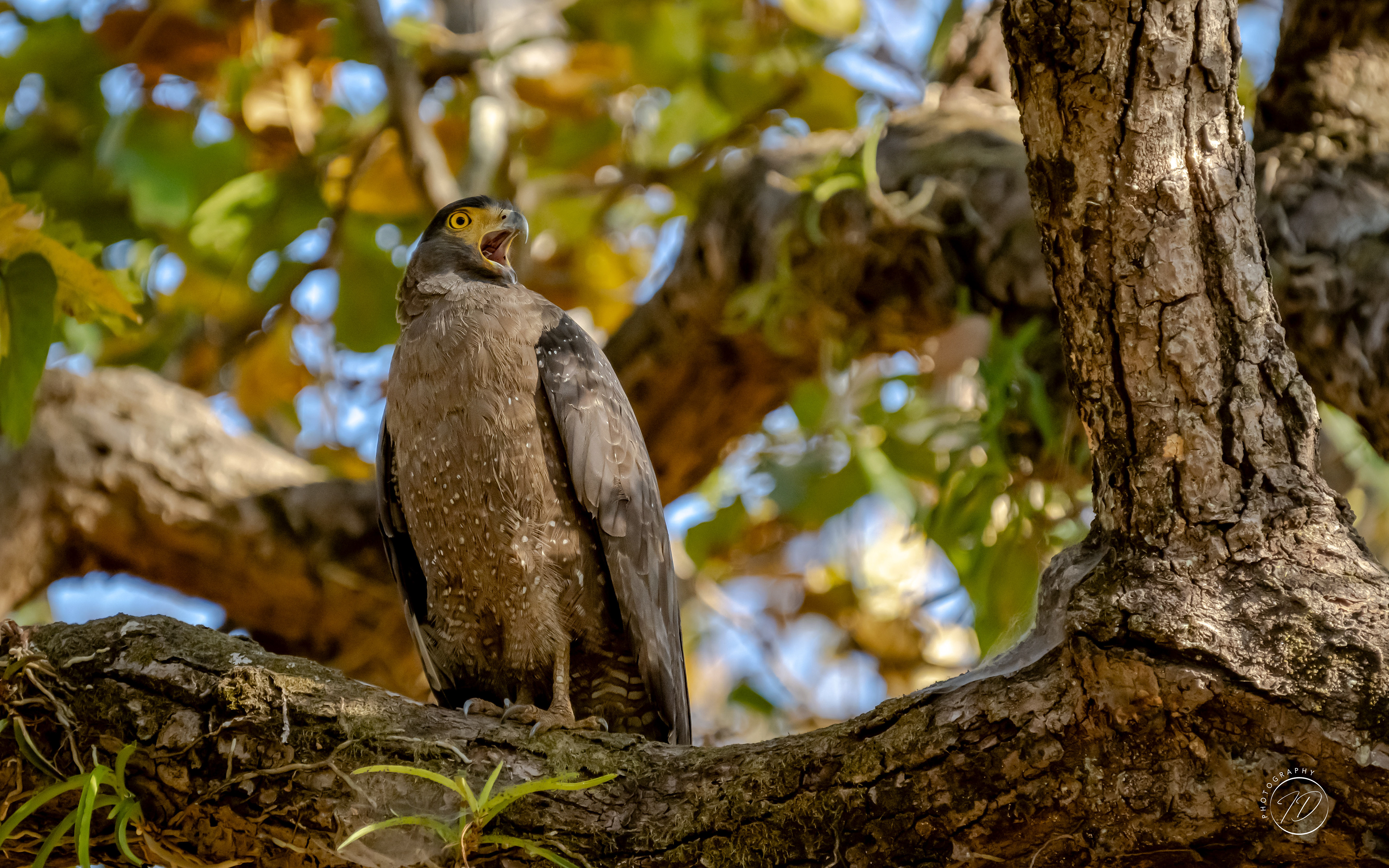 Crested serpent eagle