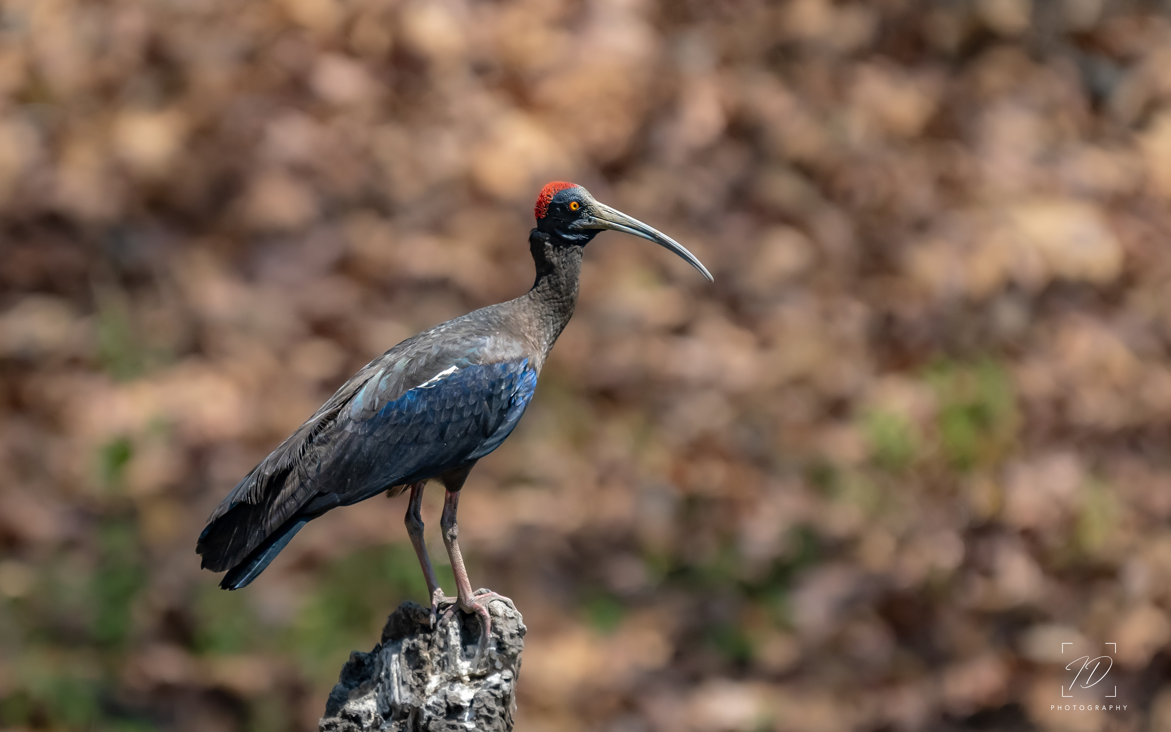 Red naped ibis