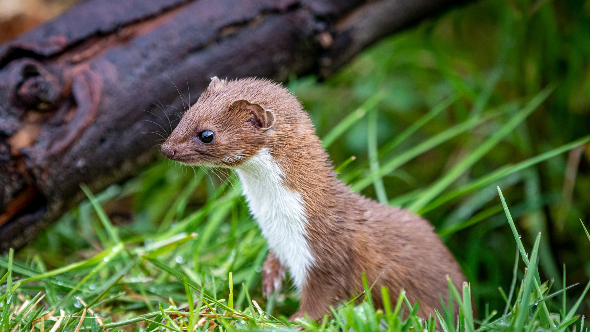 Weasel