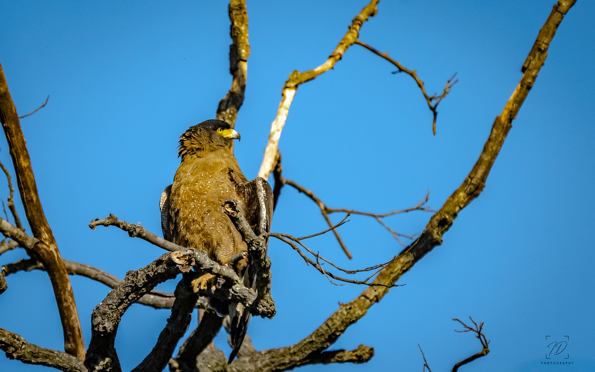 Crested serpent eagle