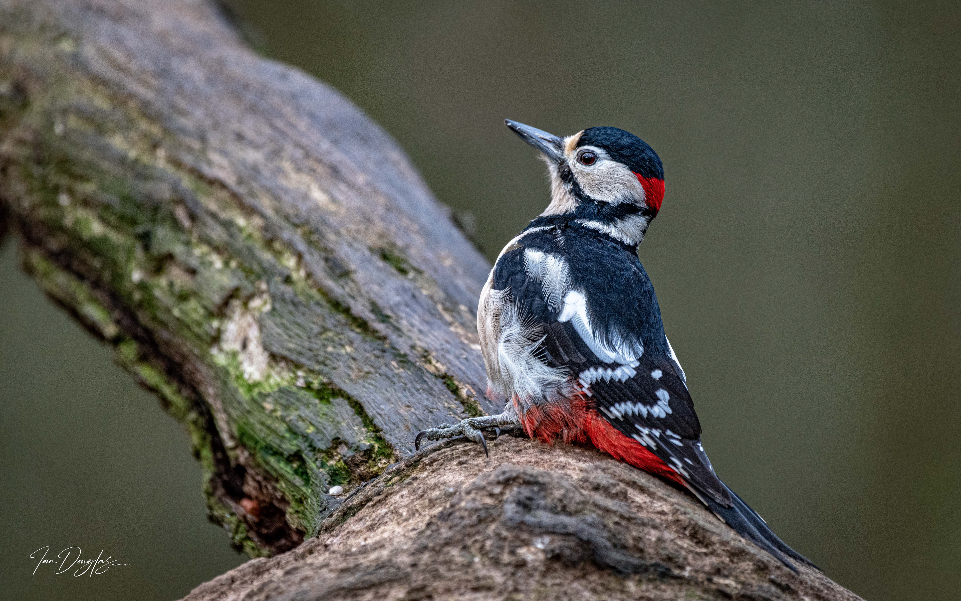 Great spotted woodpecker