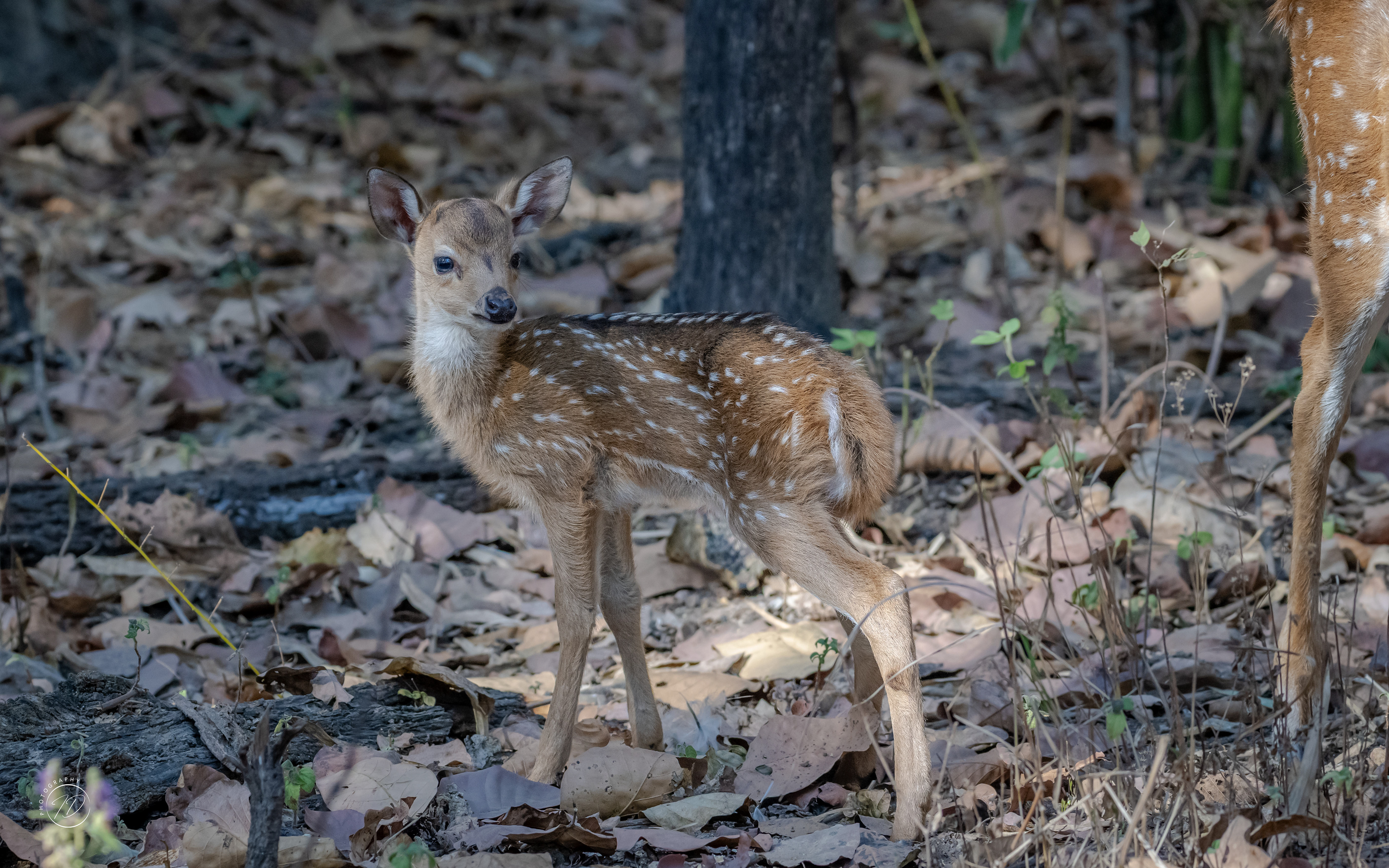 Baby Chital