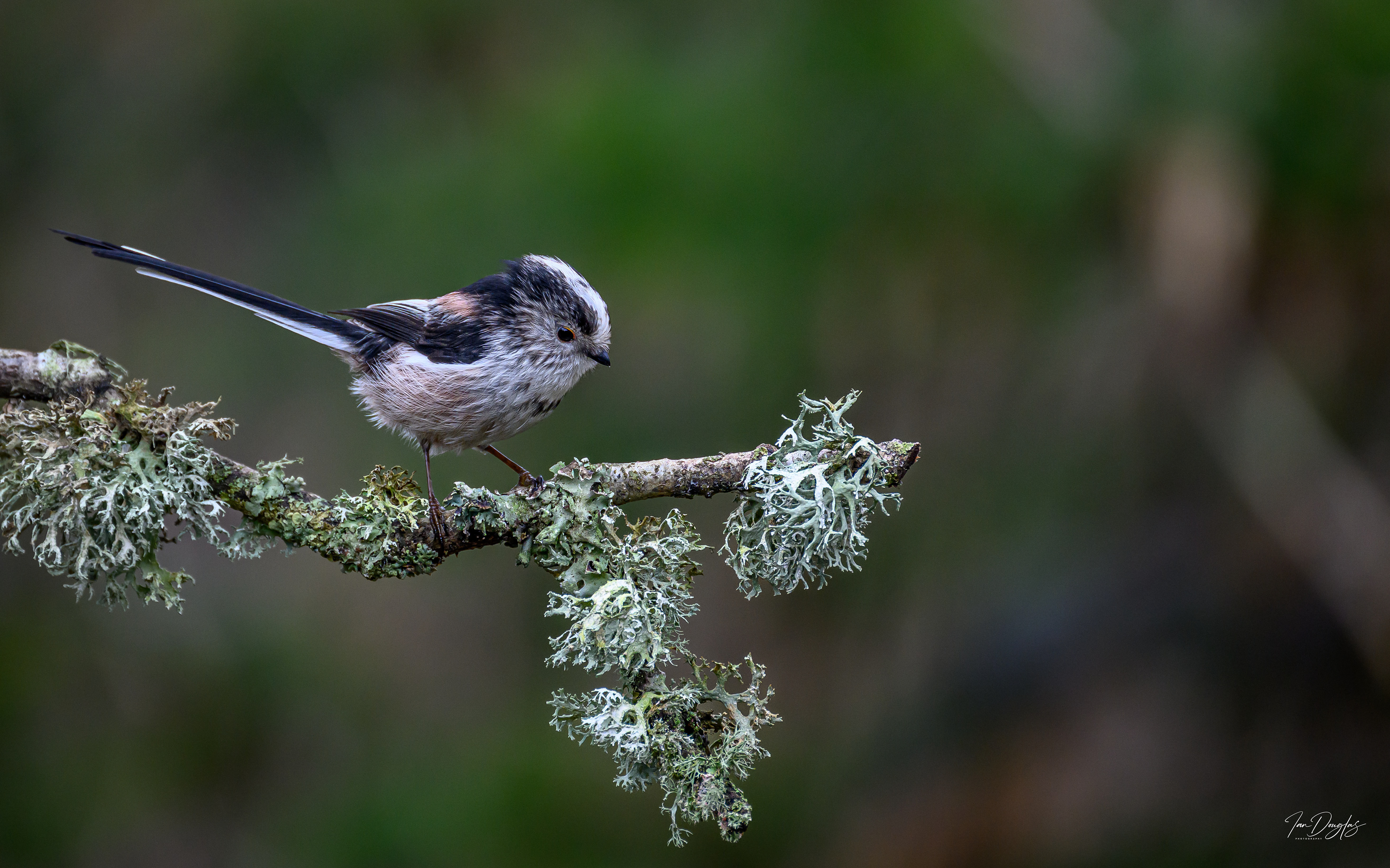 Long tailed tit