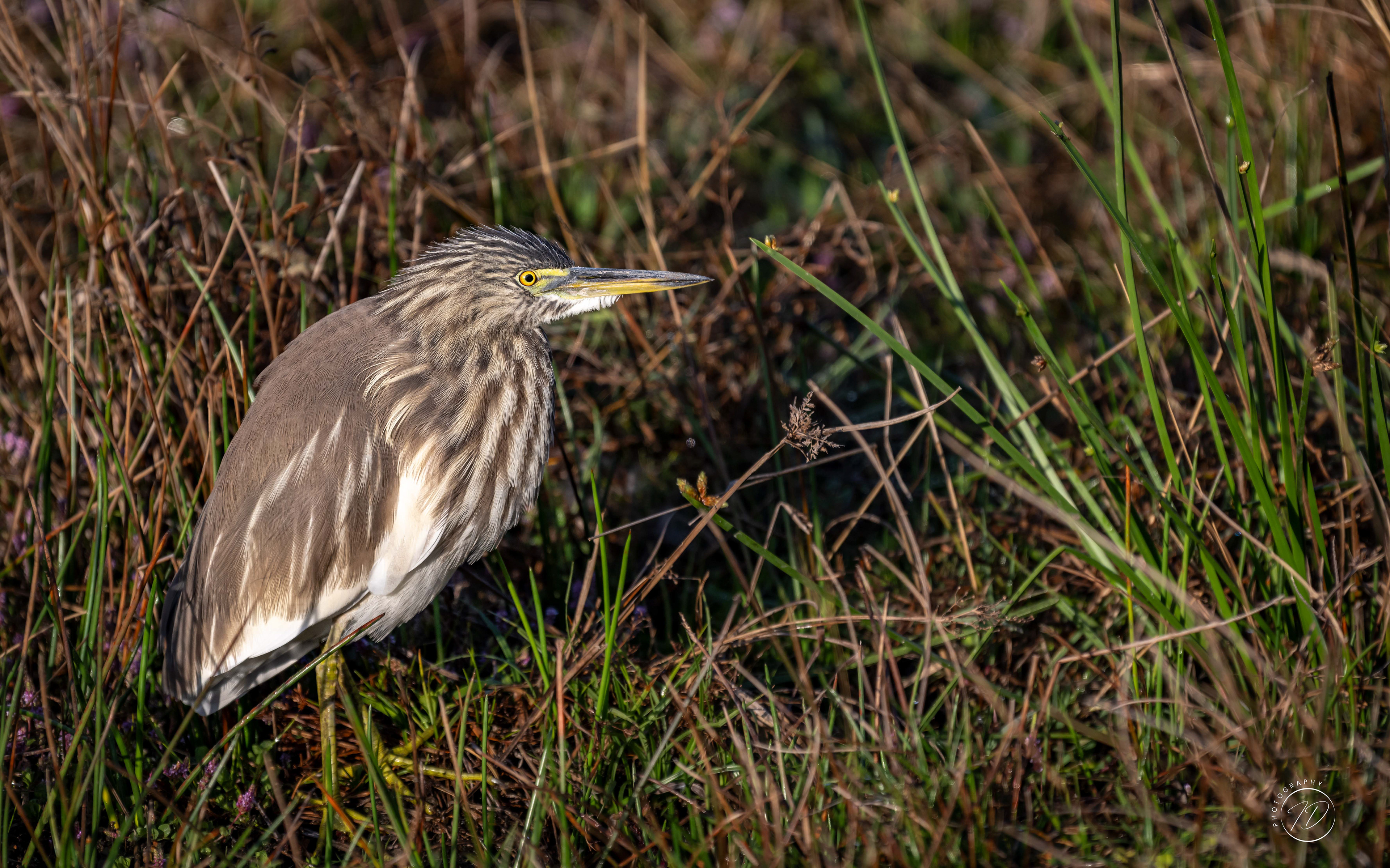 Indian pond heron