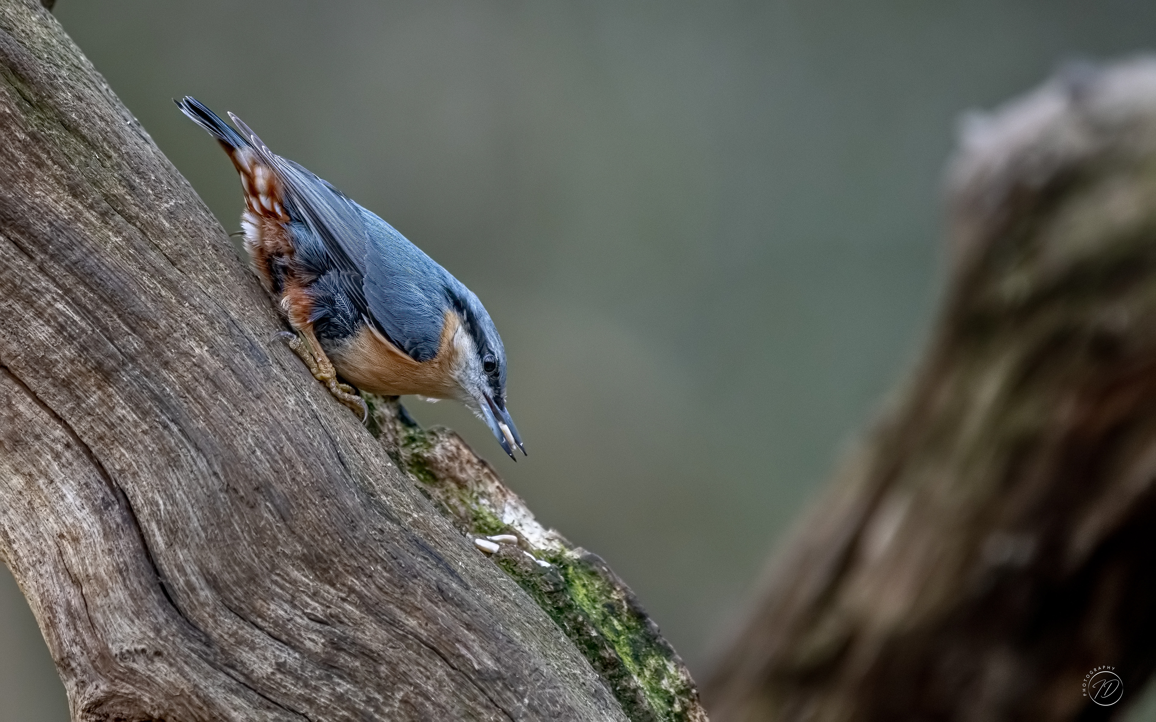 Nuthatch