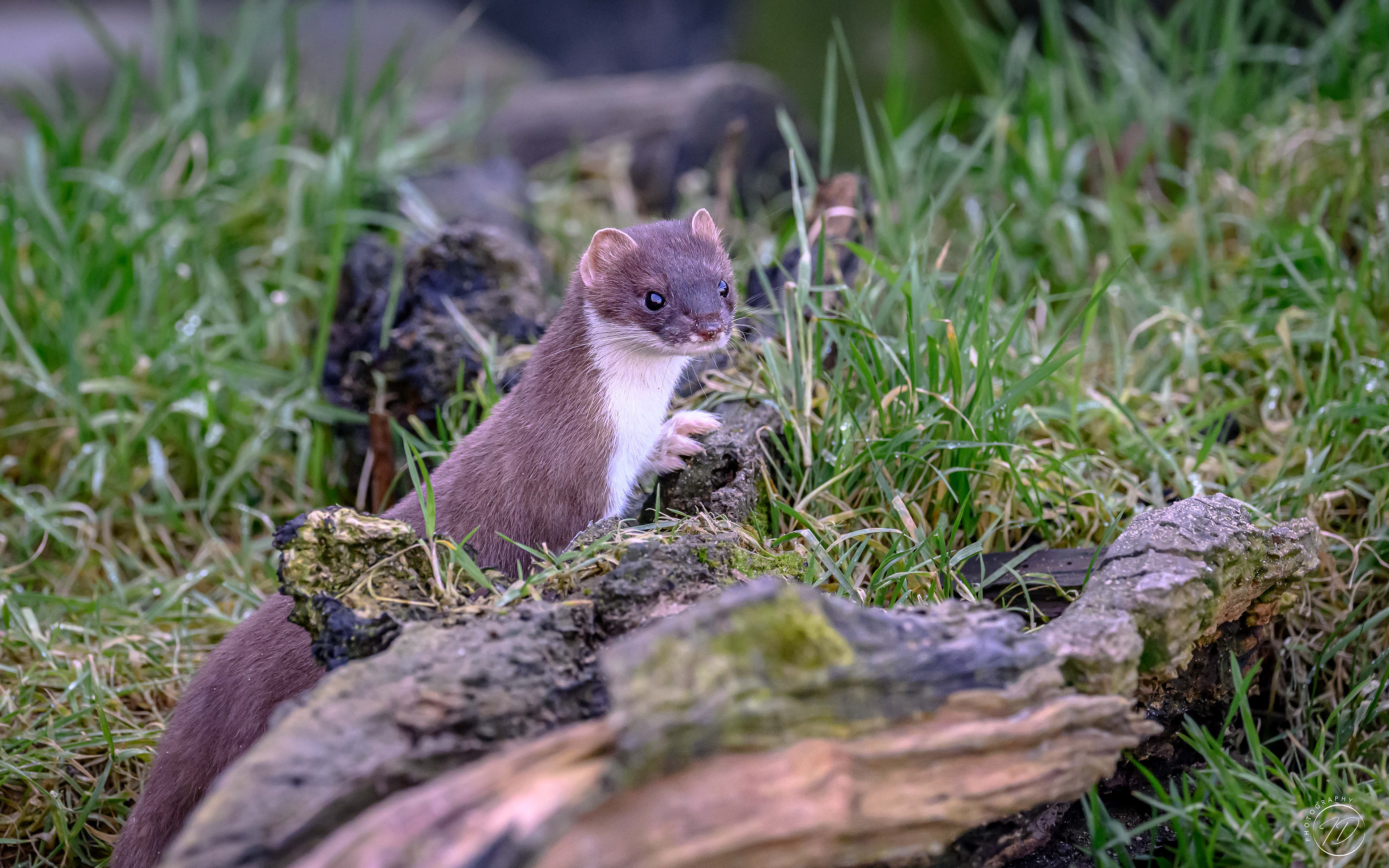 Weasel