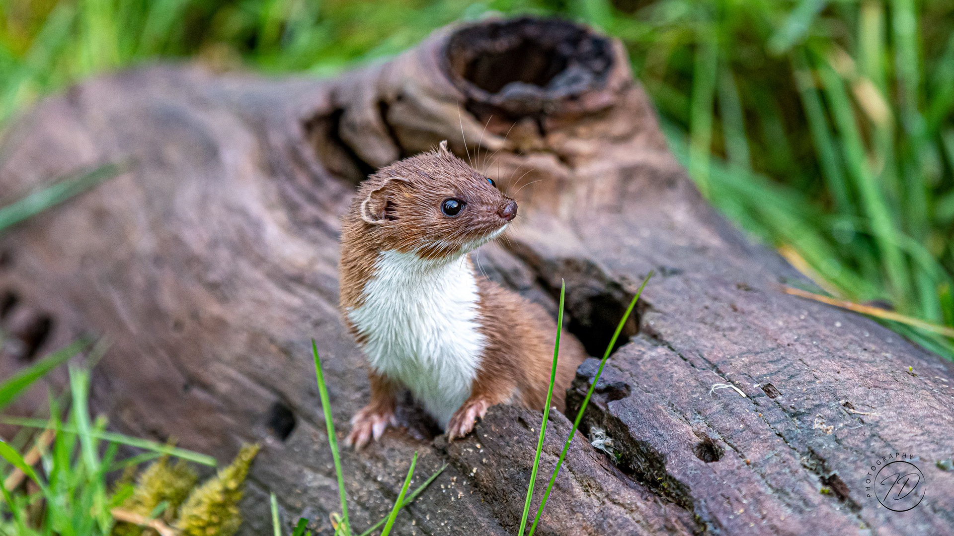 Weasel