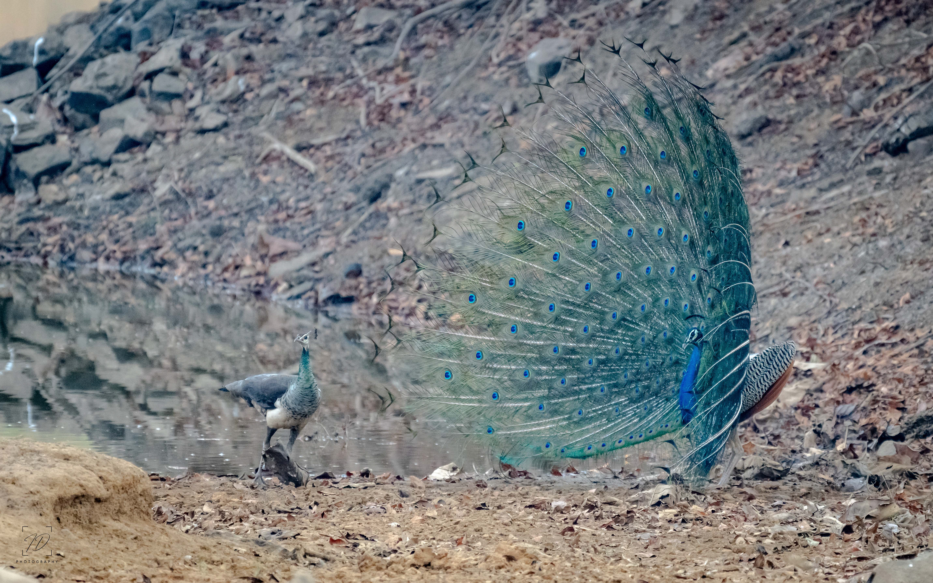 Peacock