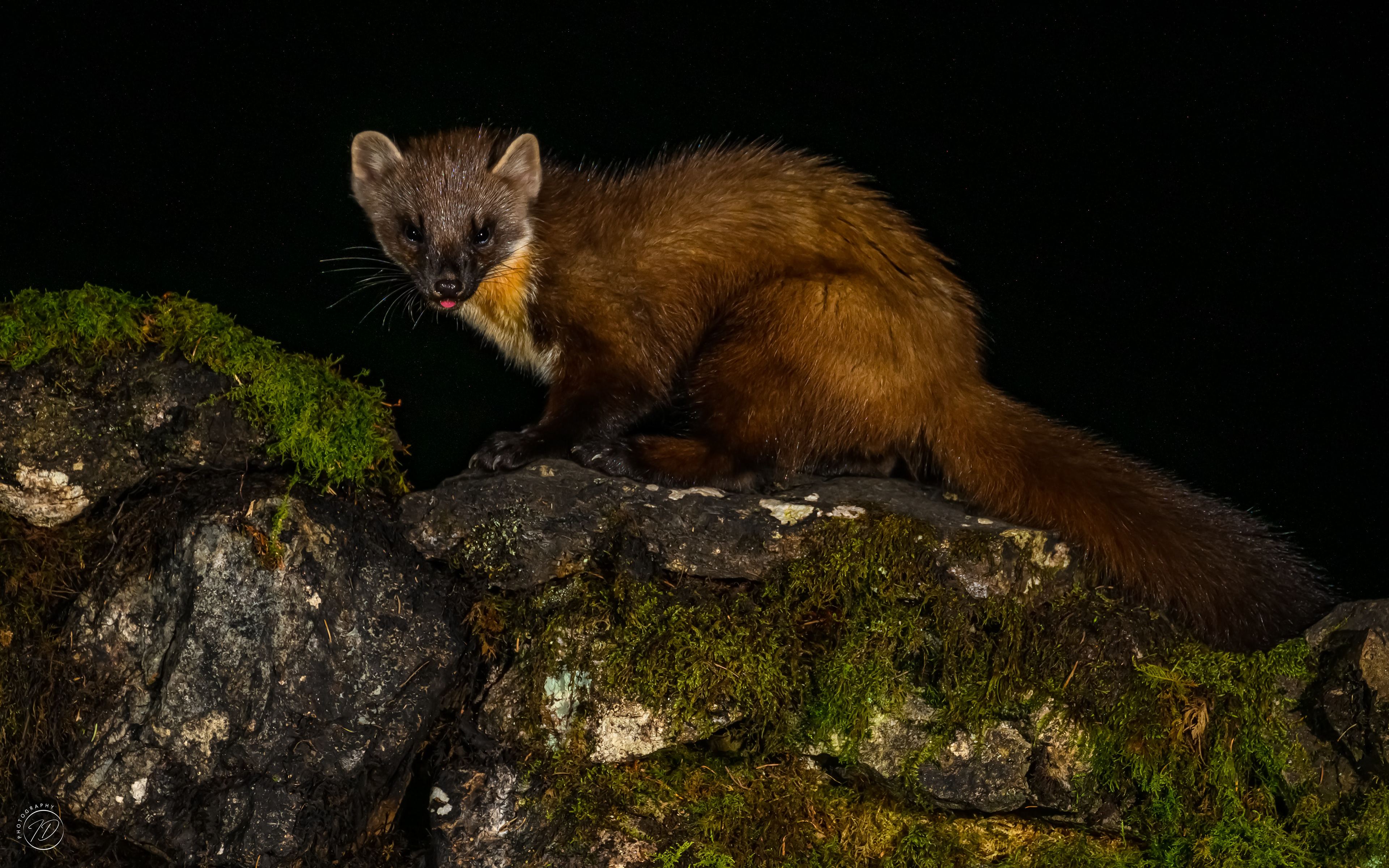 Pine Marten