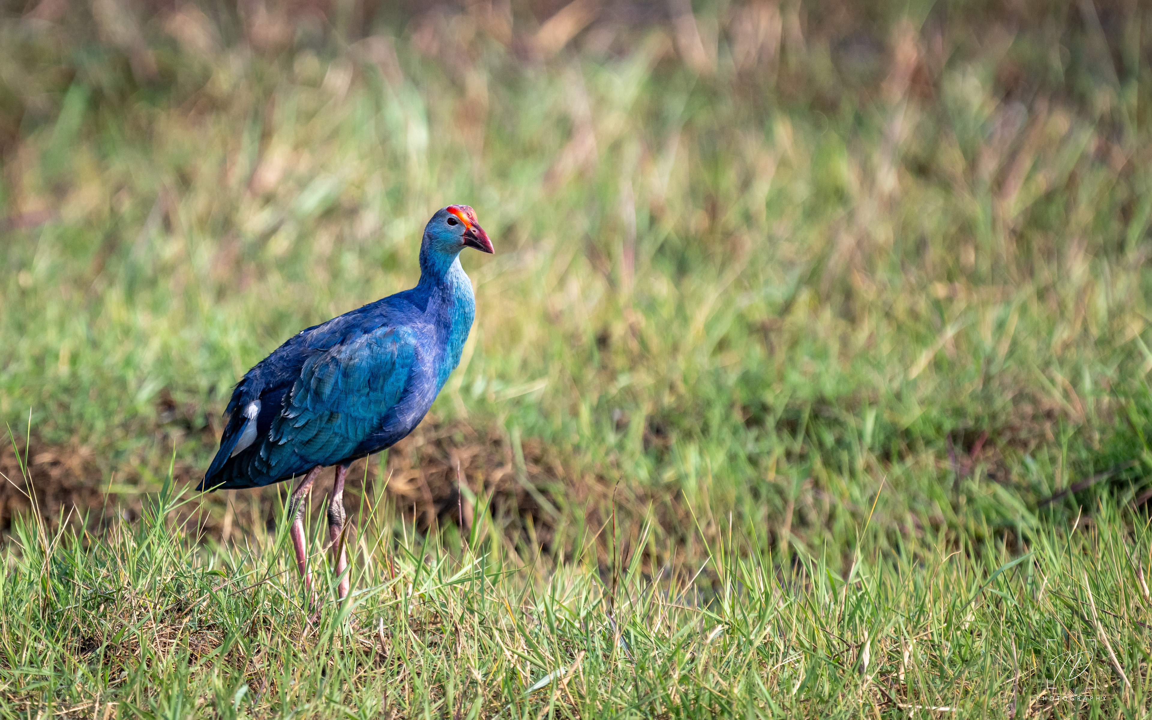 Purple swamp hen