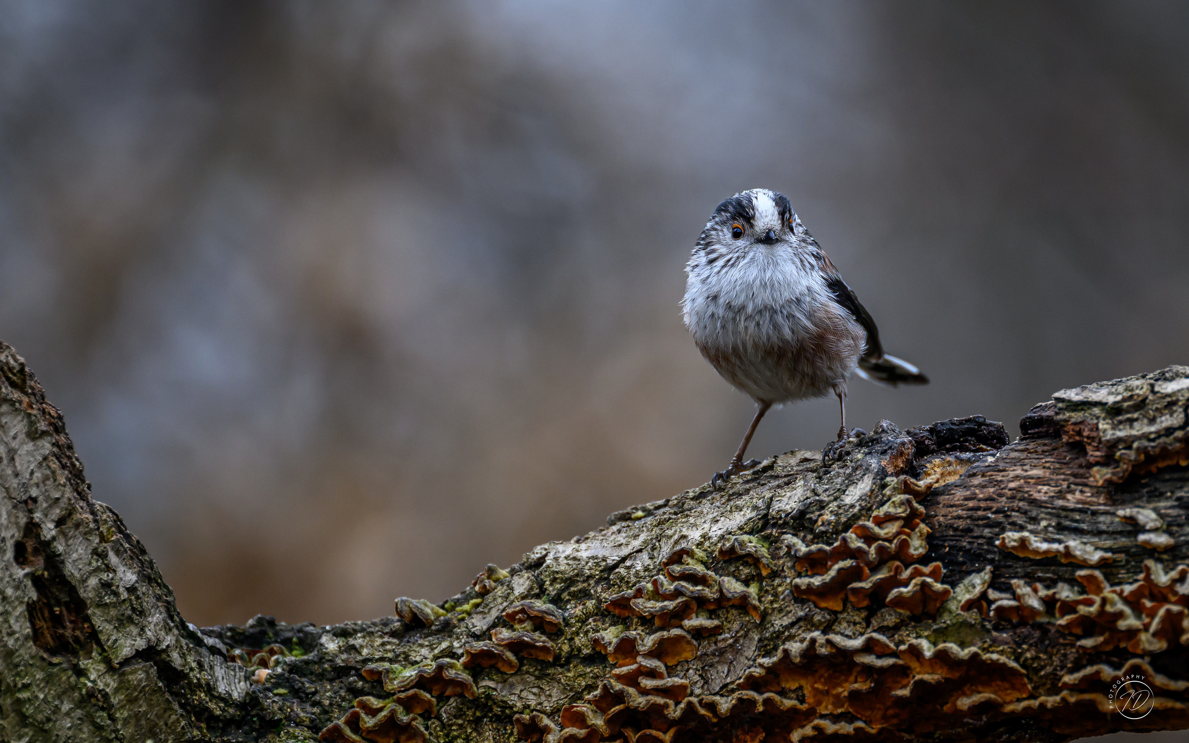 Long tailed tit
