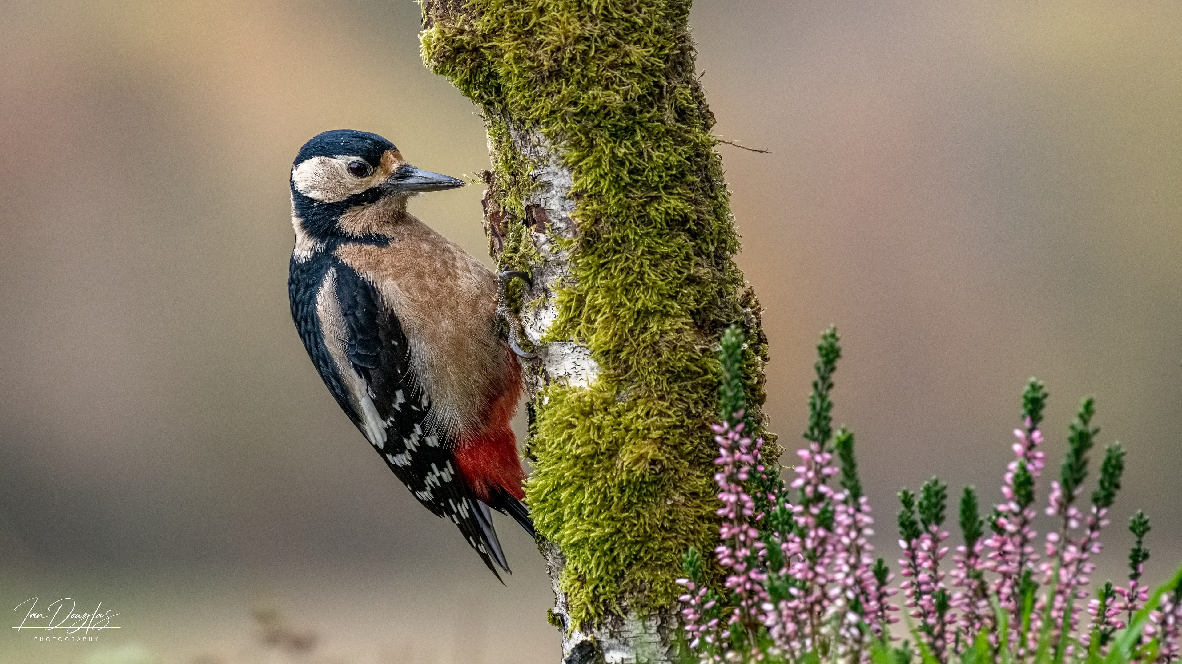 Great spotted woodpecker