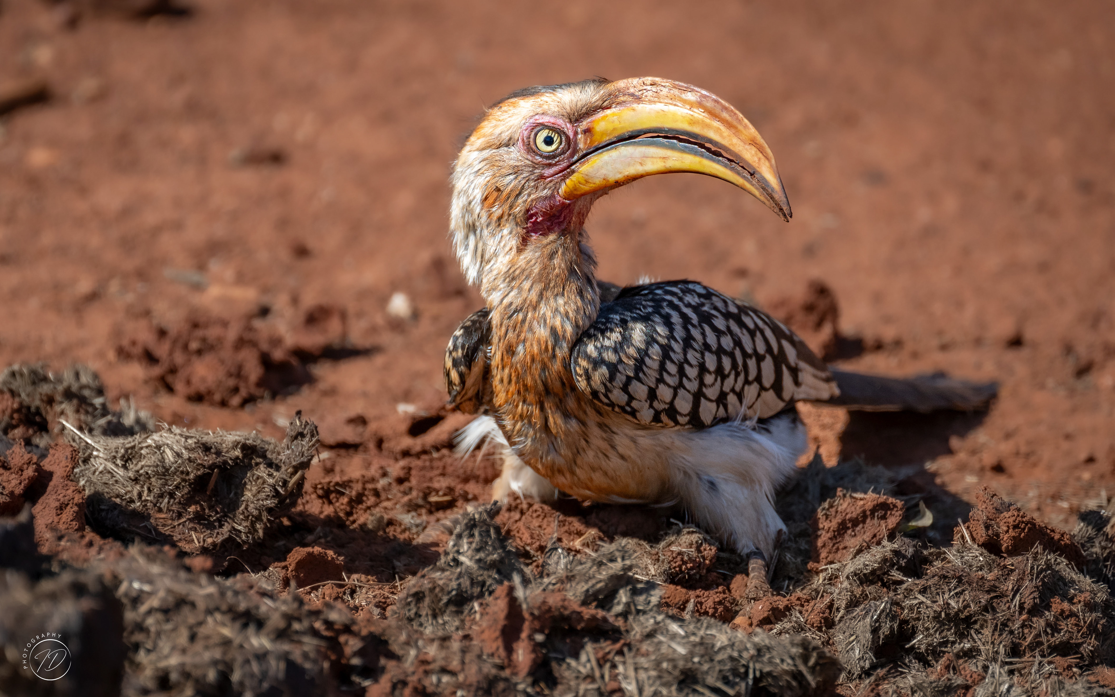 yellow billed hornbill
