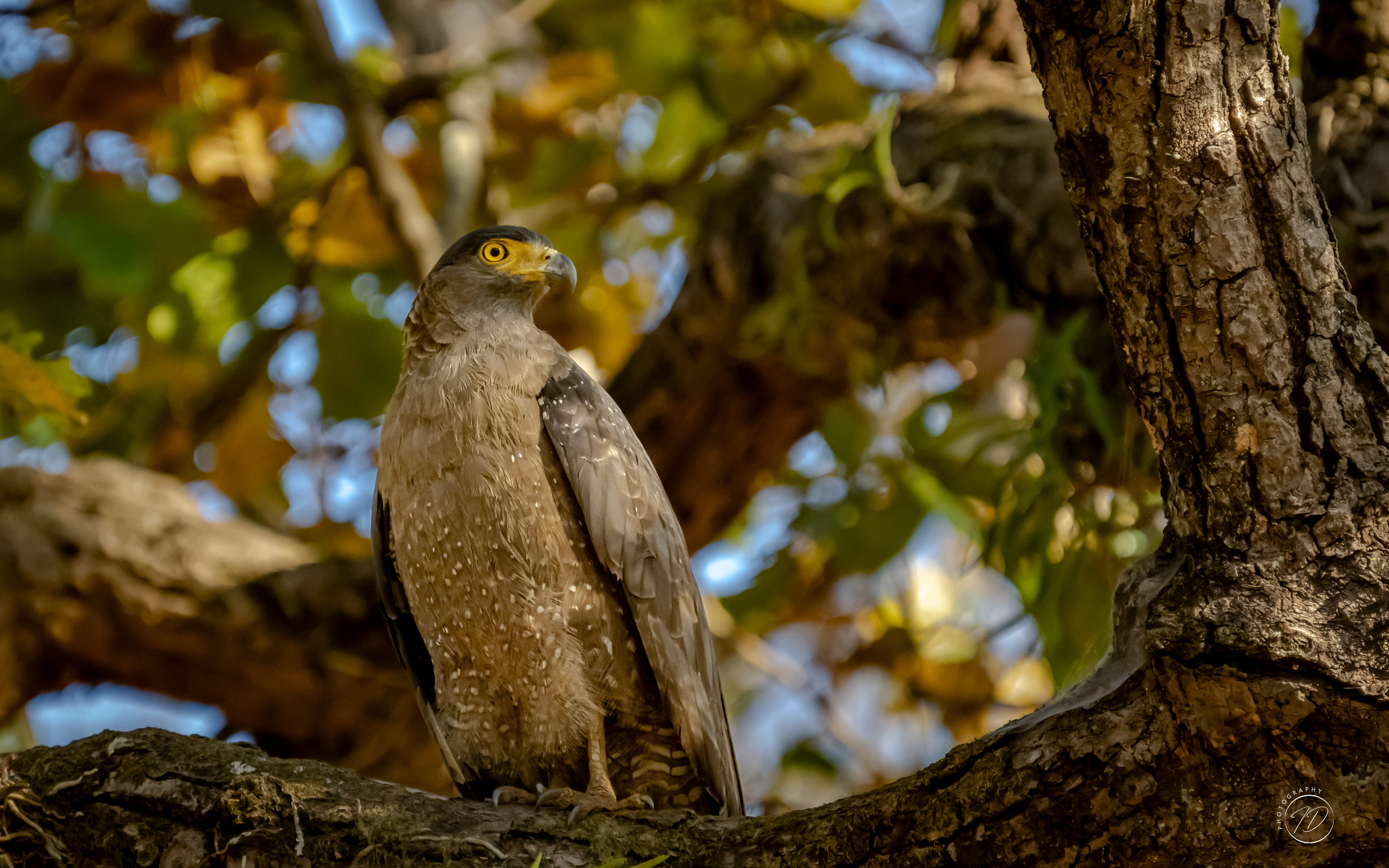 Crested serpent eagle