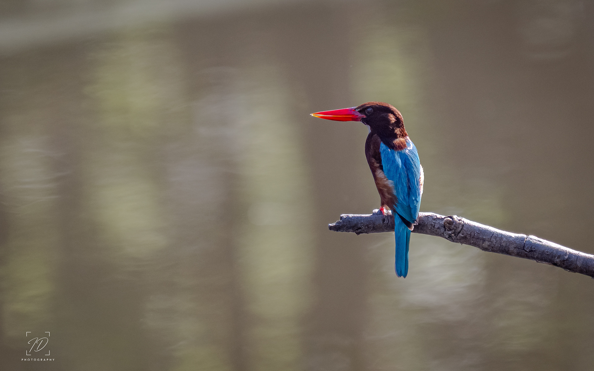 White throated kingfisher