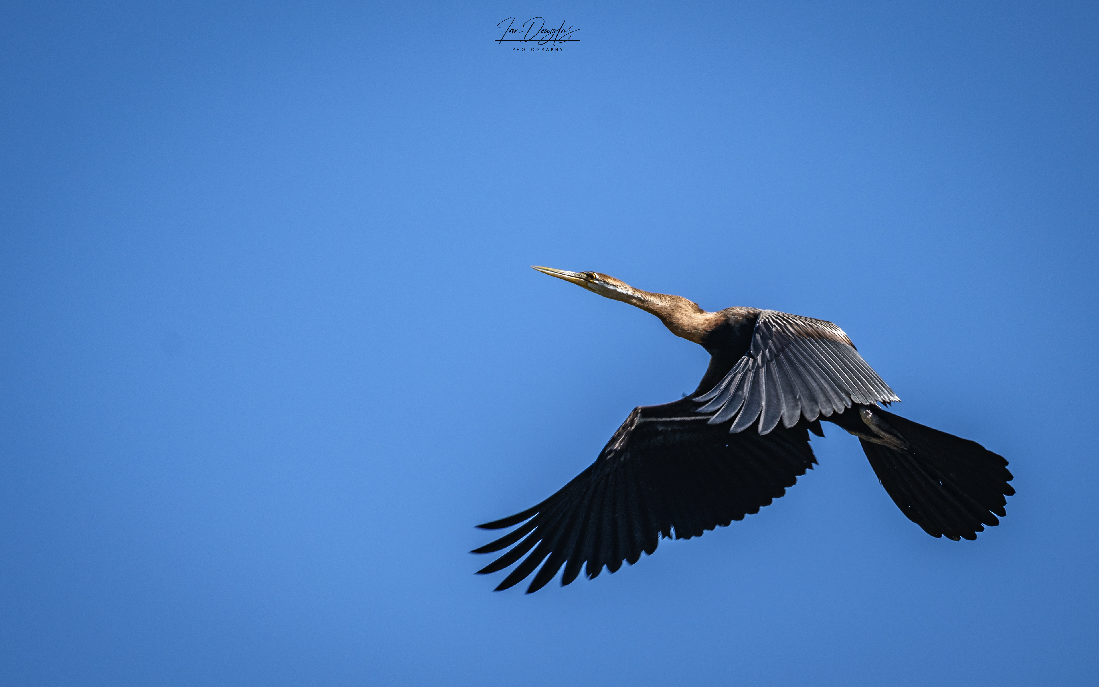 Darter