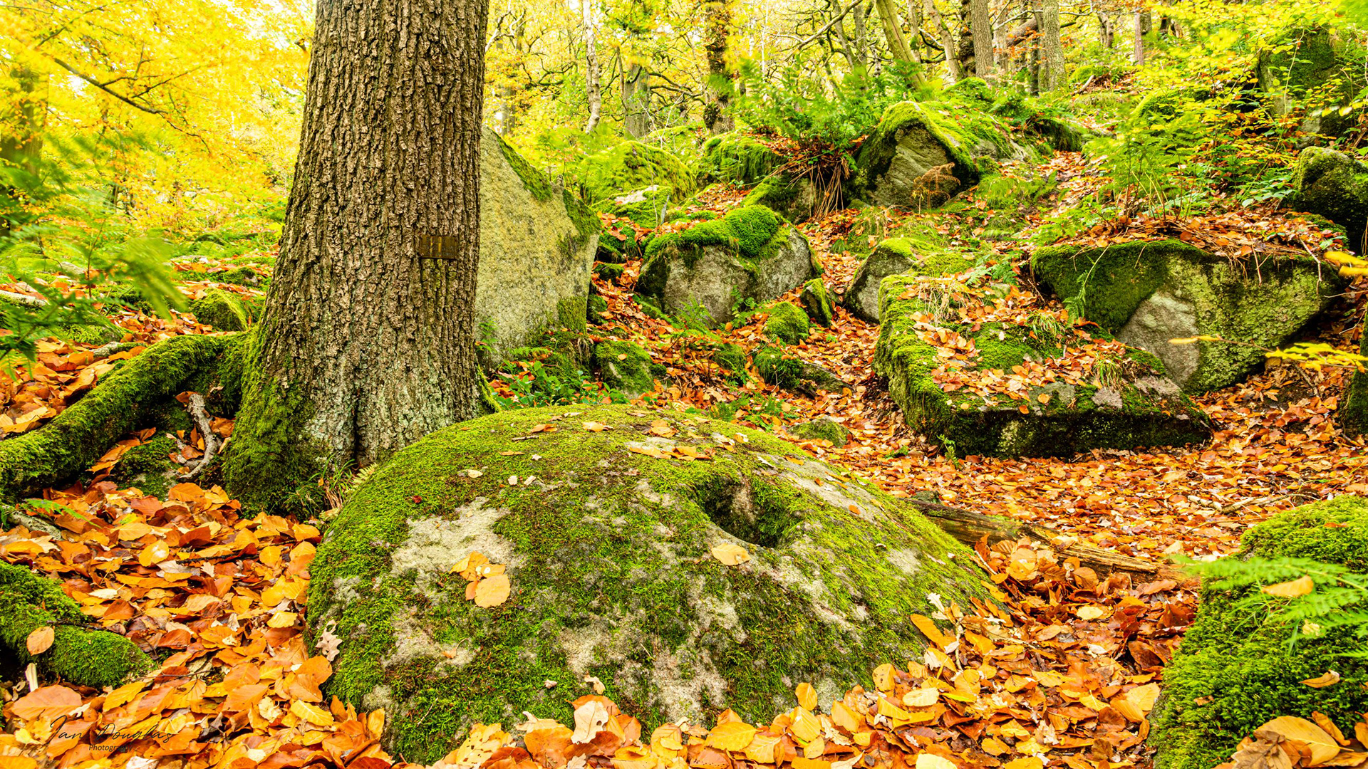 Padley Gorge