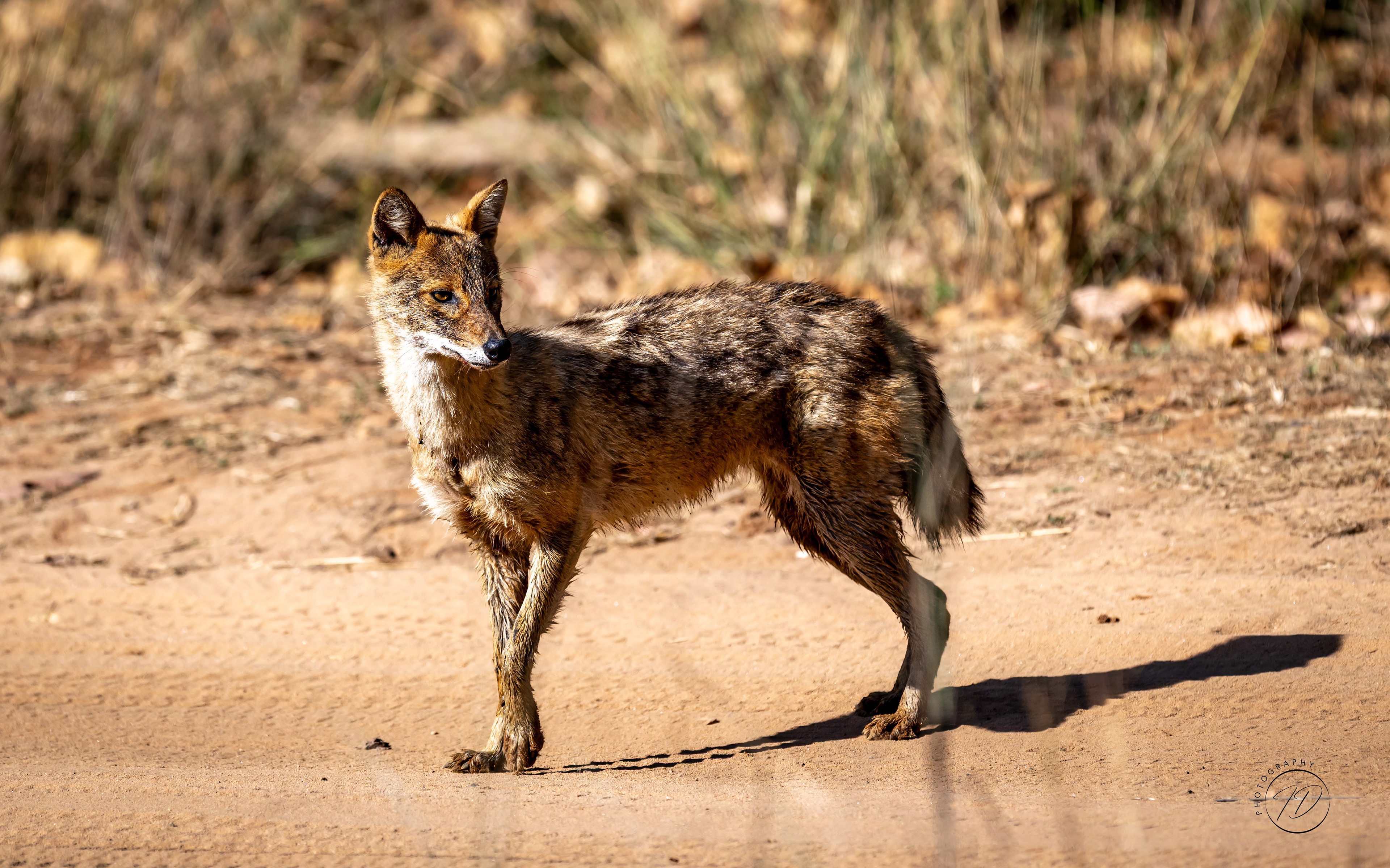 Jackal