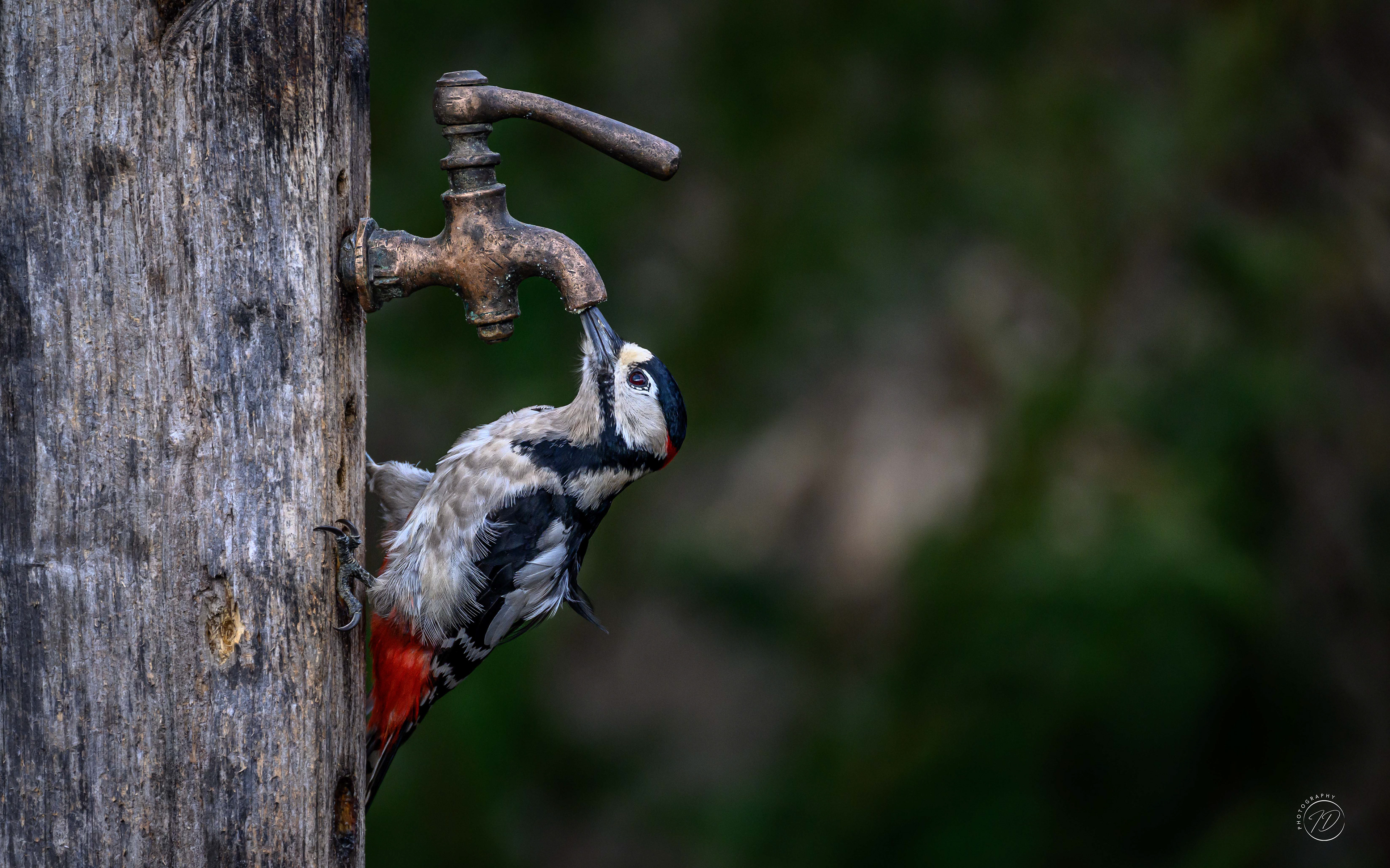 Great spotted woodpecker
