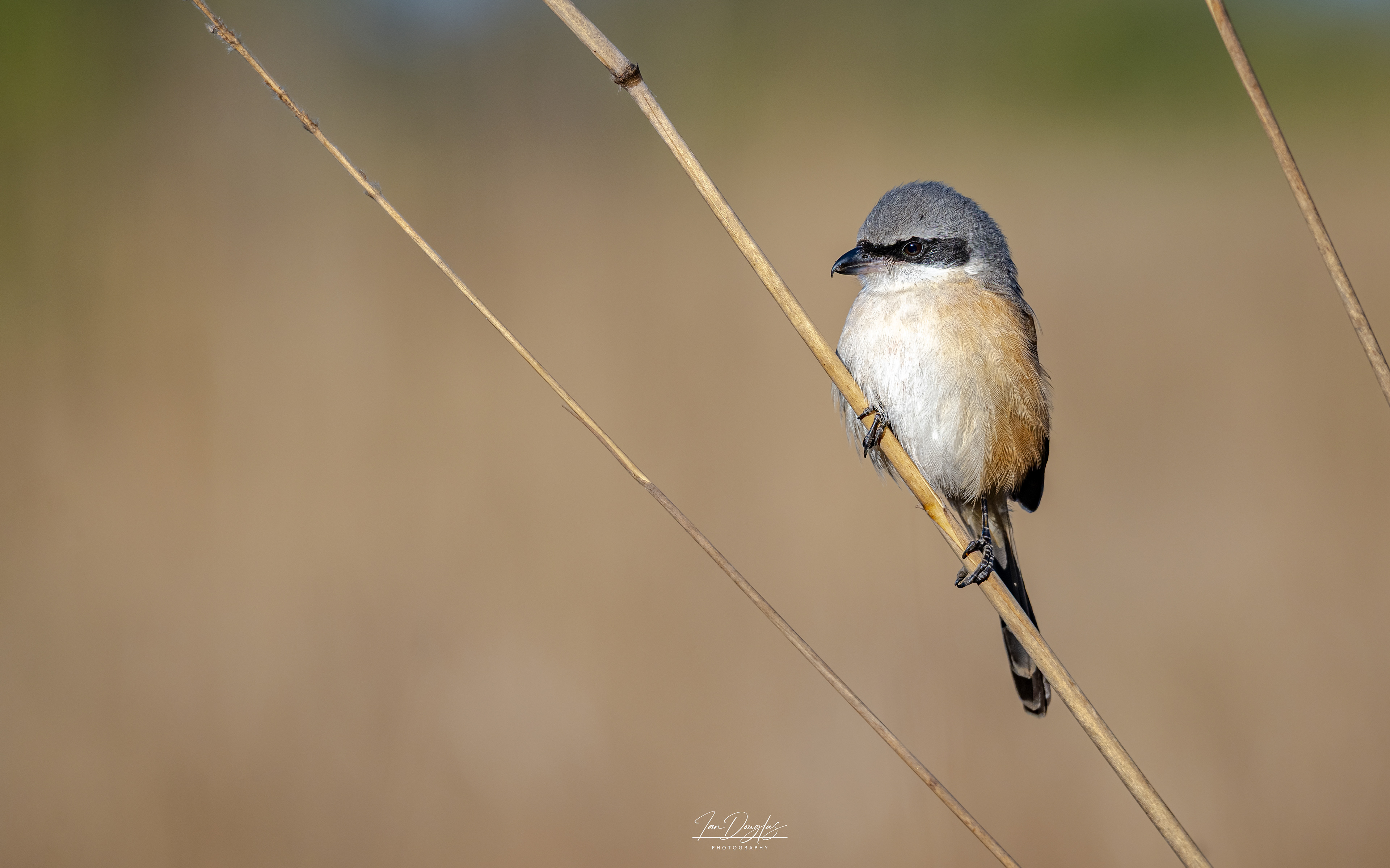 Bay-back Shrike