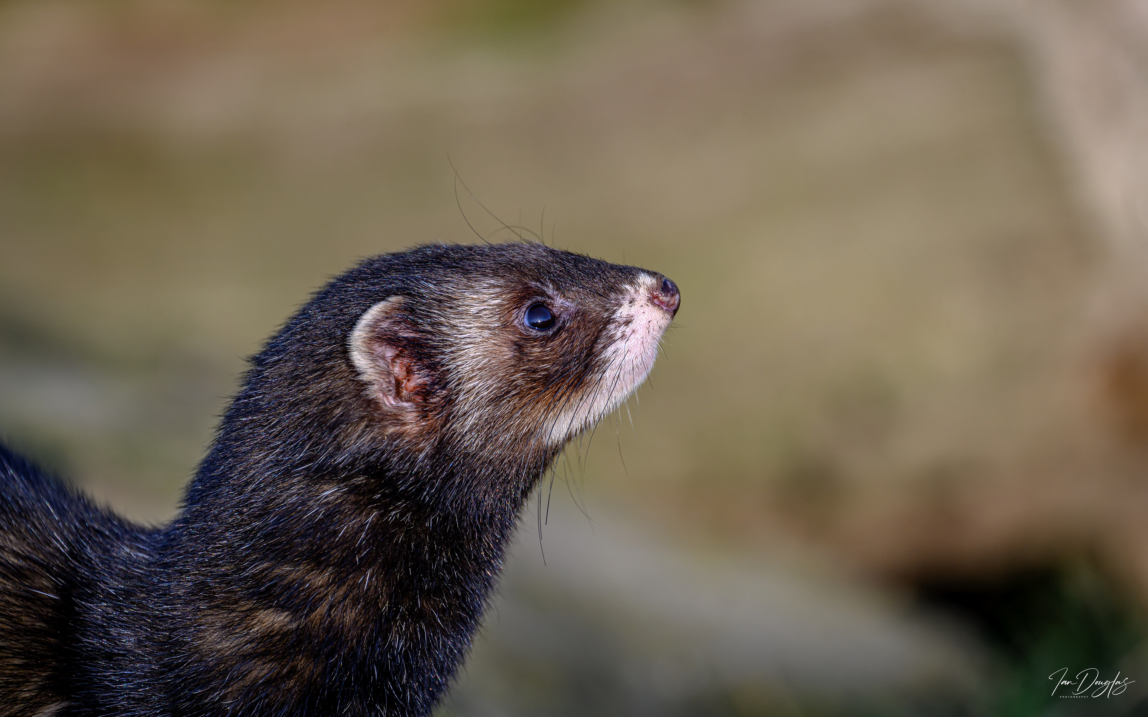 Polecat