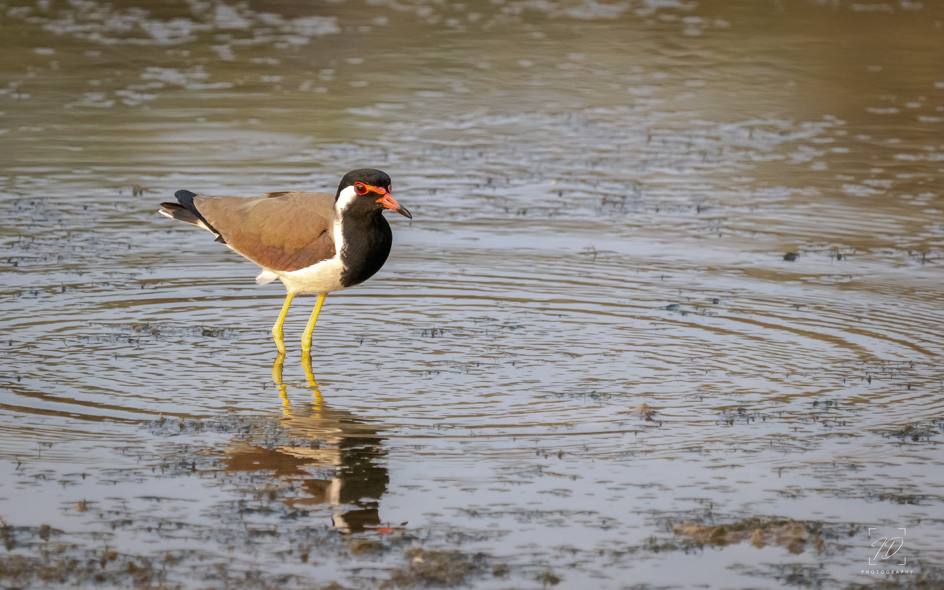 Red-wattled lapwing