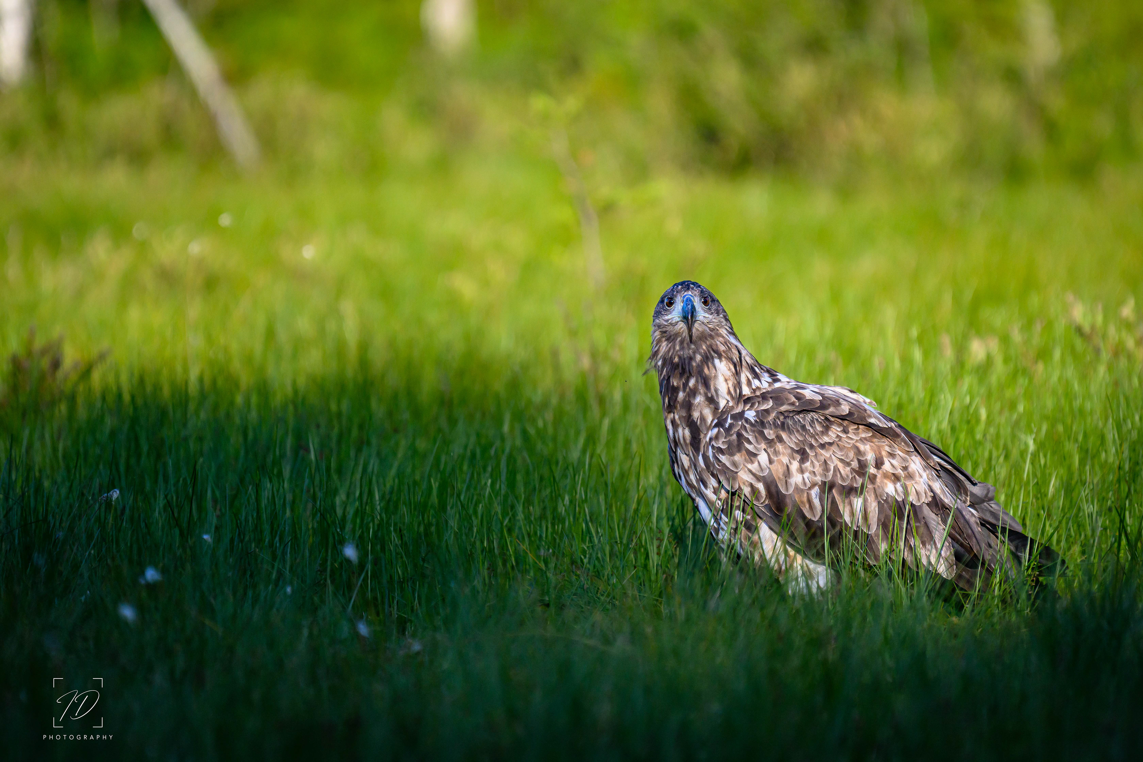 Juvenile white tailed eagle