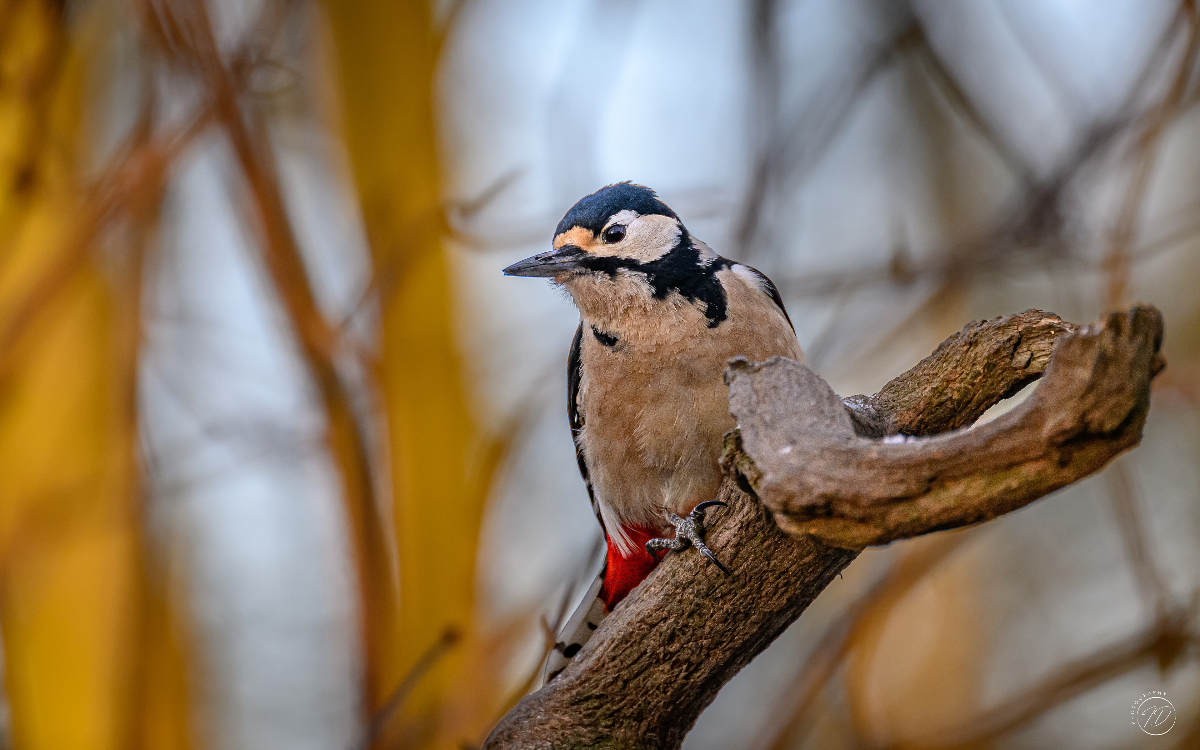 Great spotted woodpecker