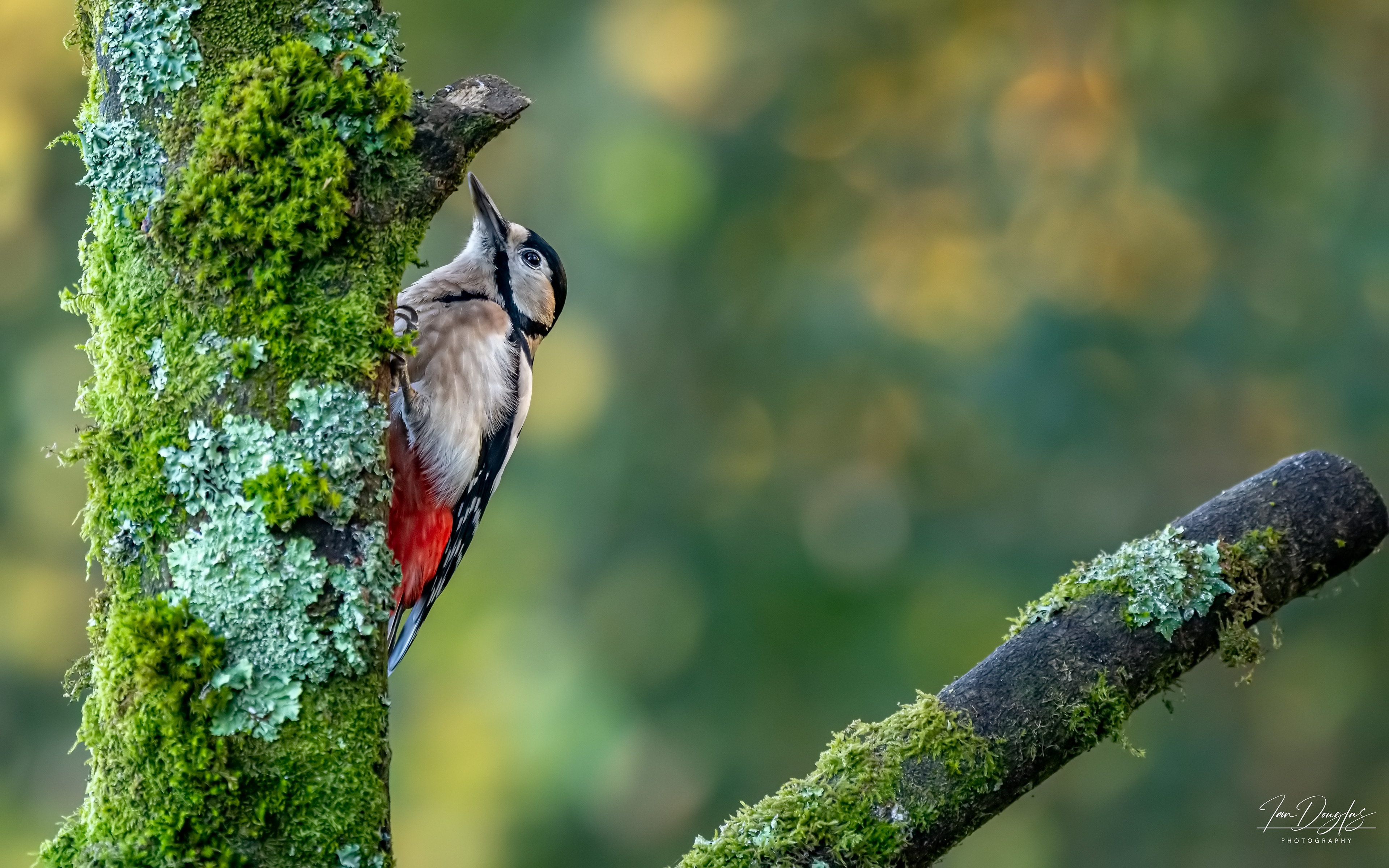 Lesser spotted woodpecker
