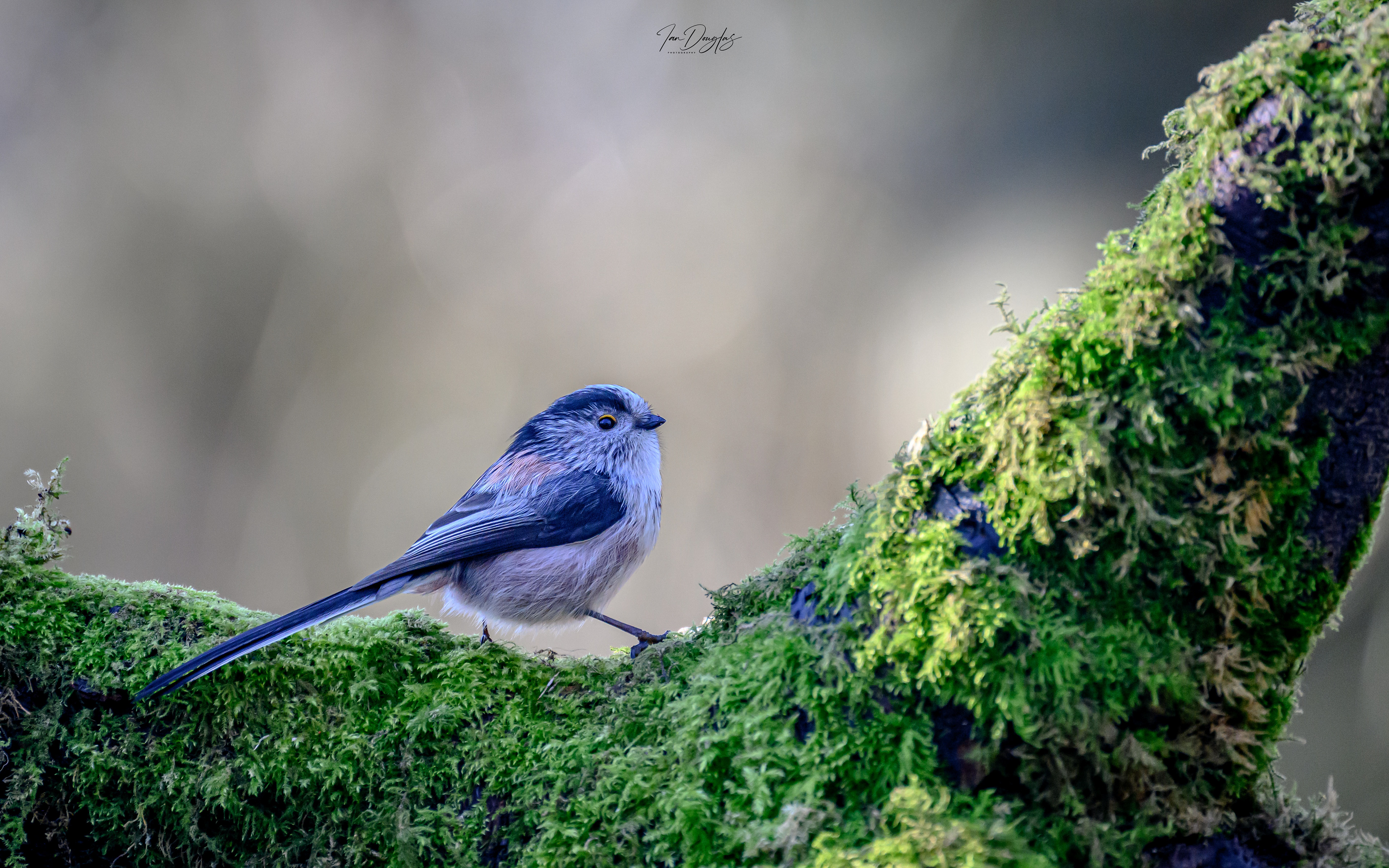 Long tailed tit
