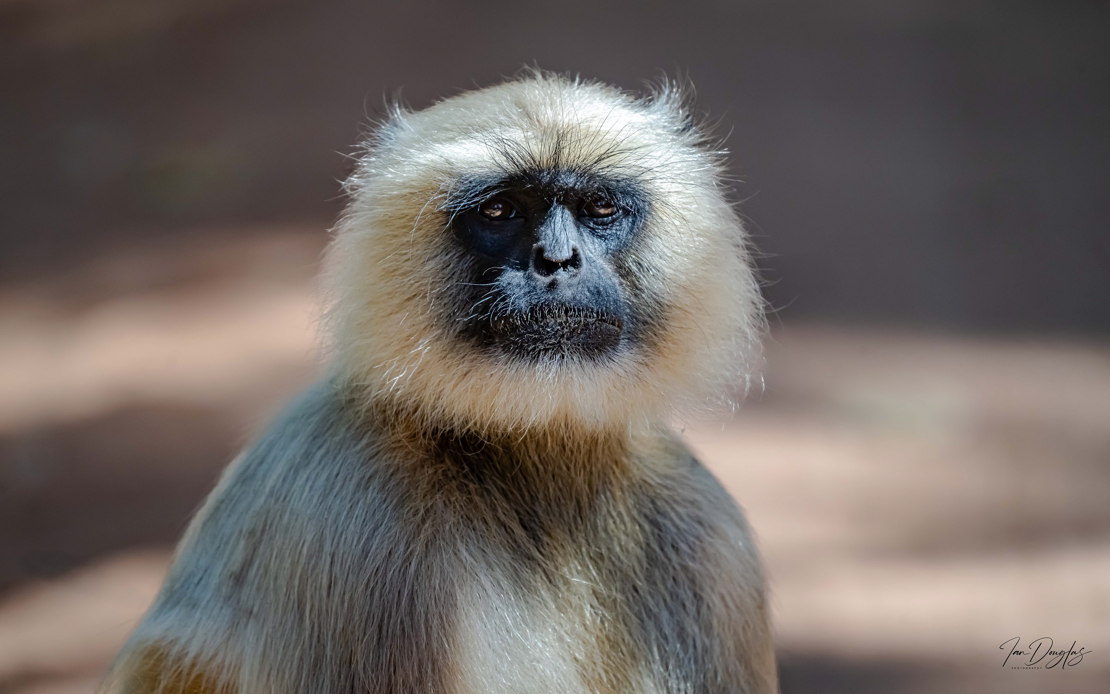 Langur