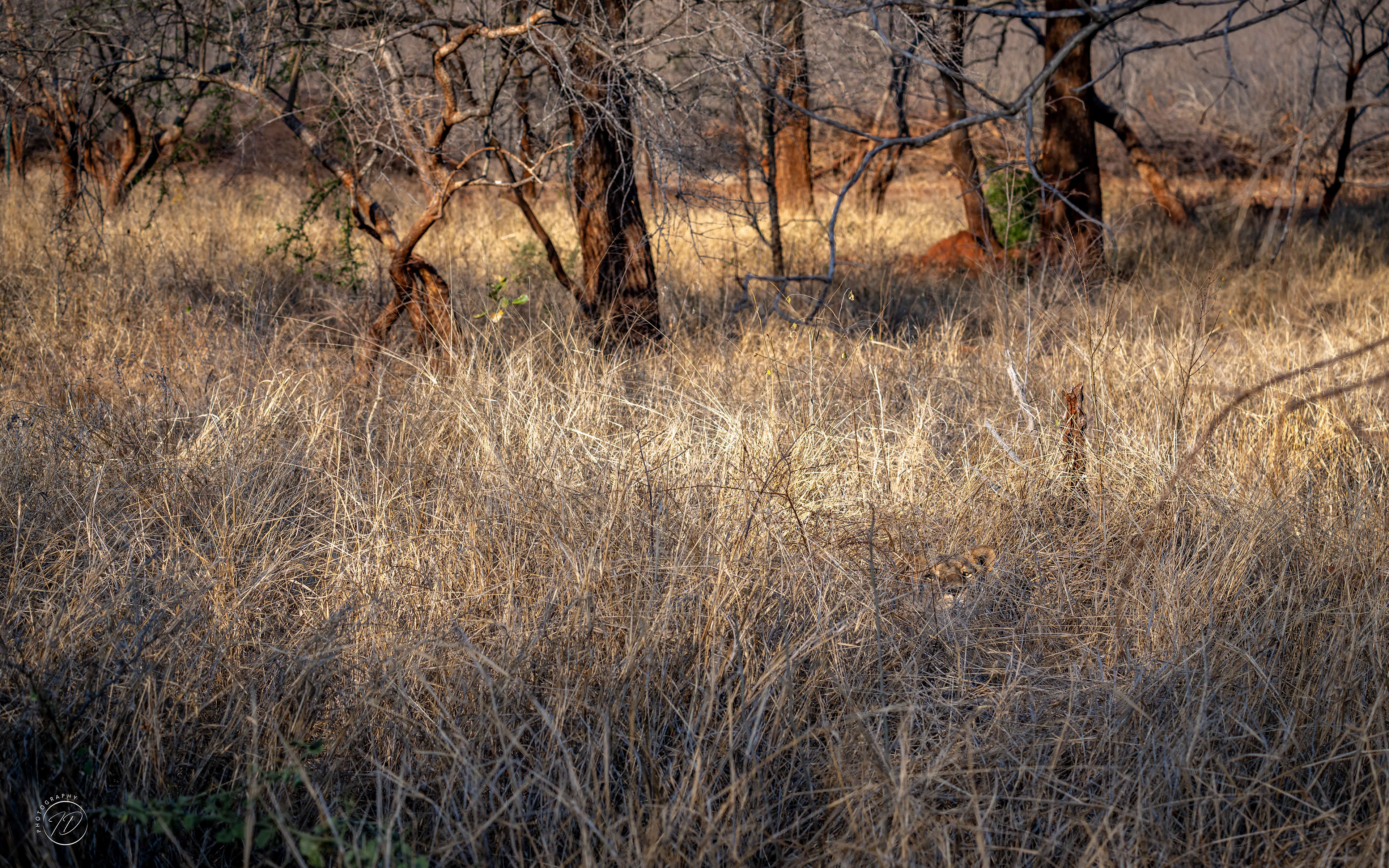Spot the lion