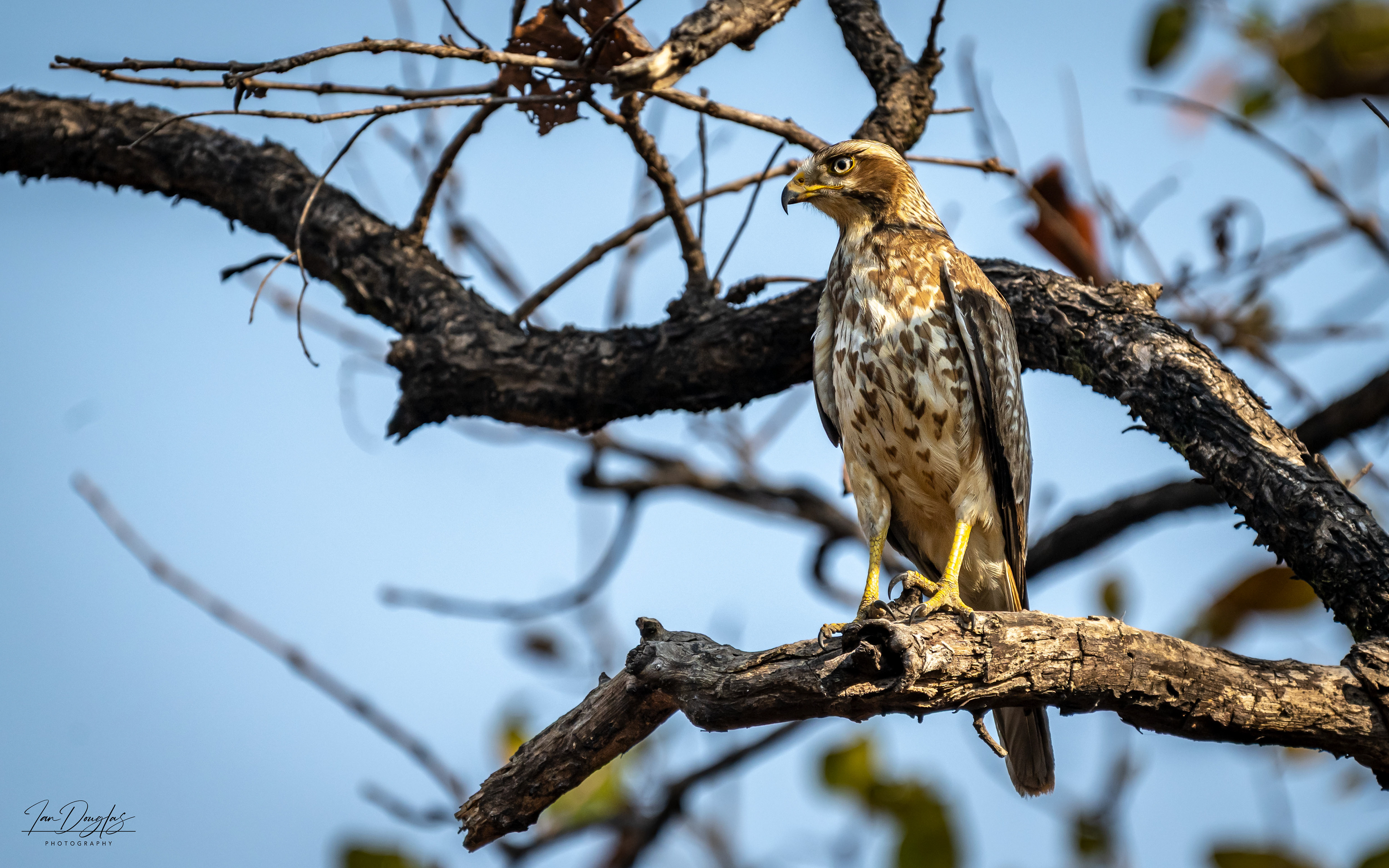 Juvenile wide eyed buzzard