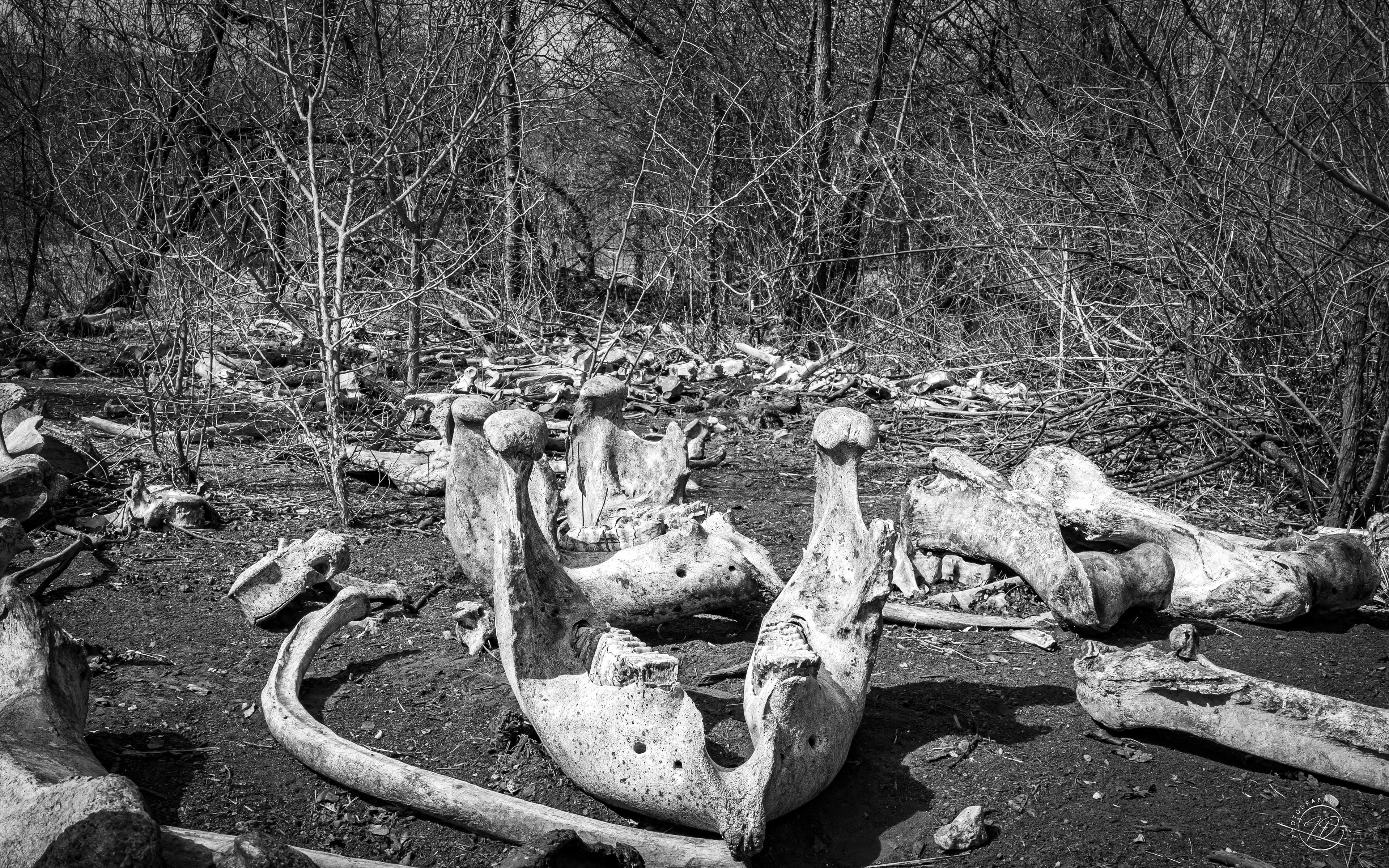 Elephant graveyard