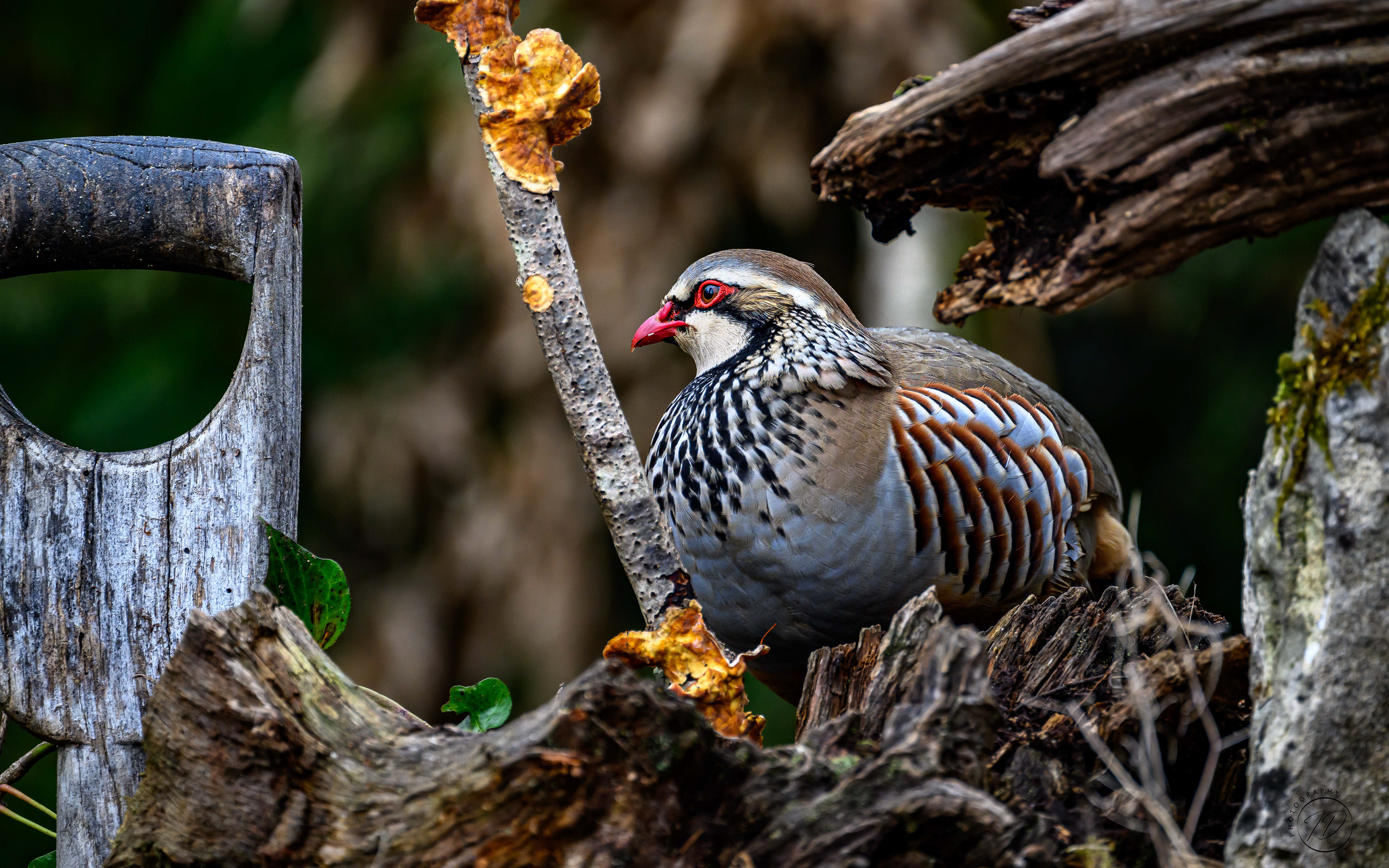 Red leggedPartridge