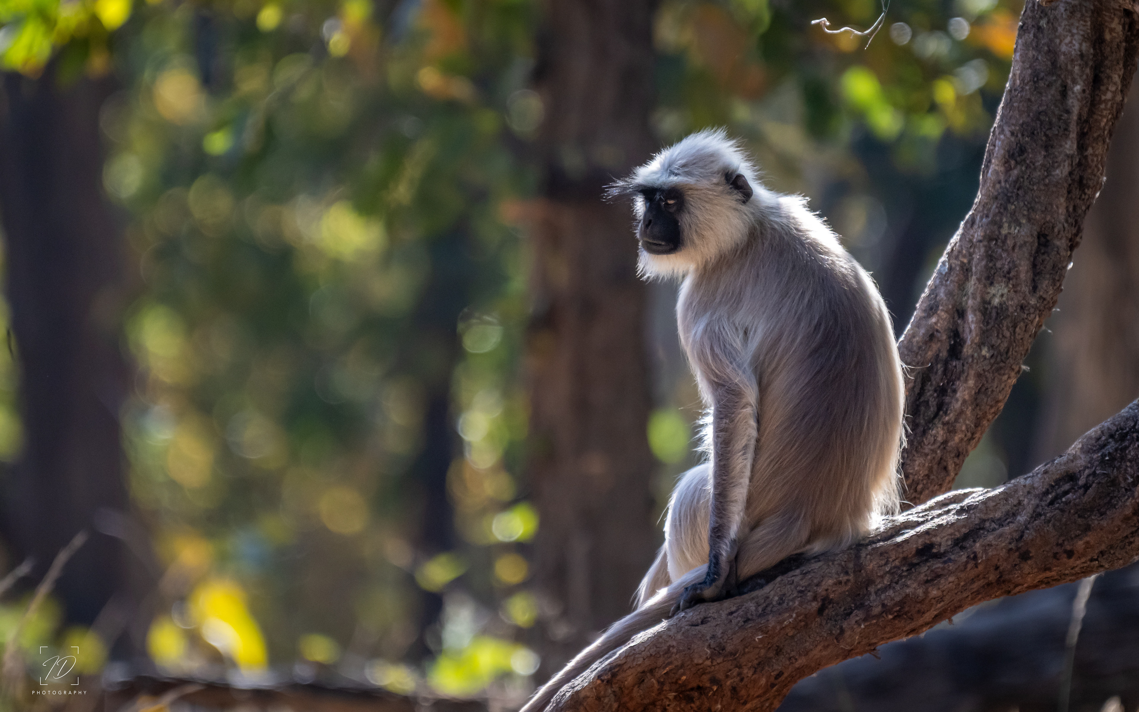 Langur