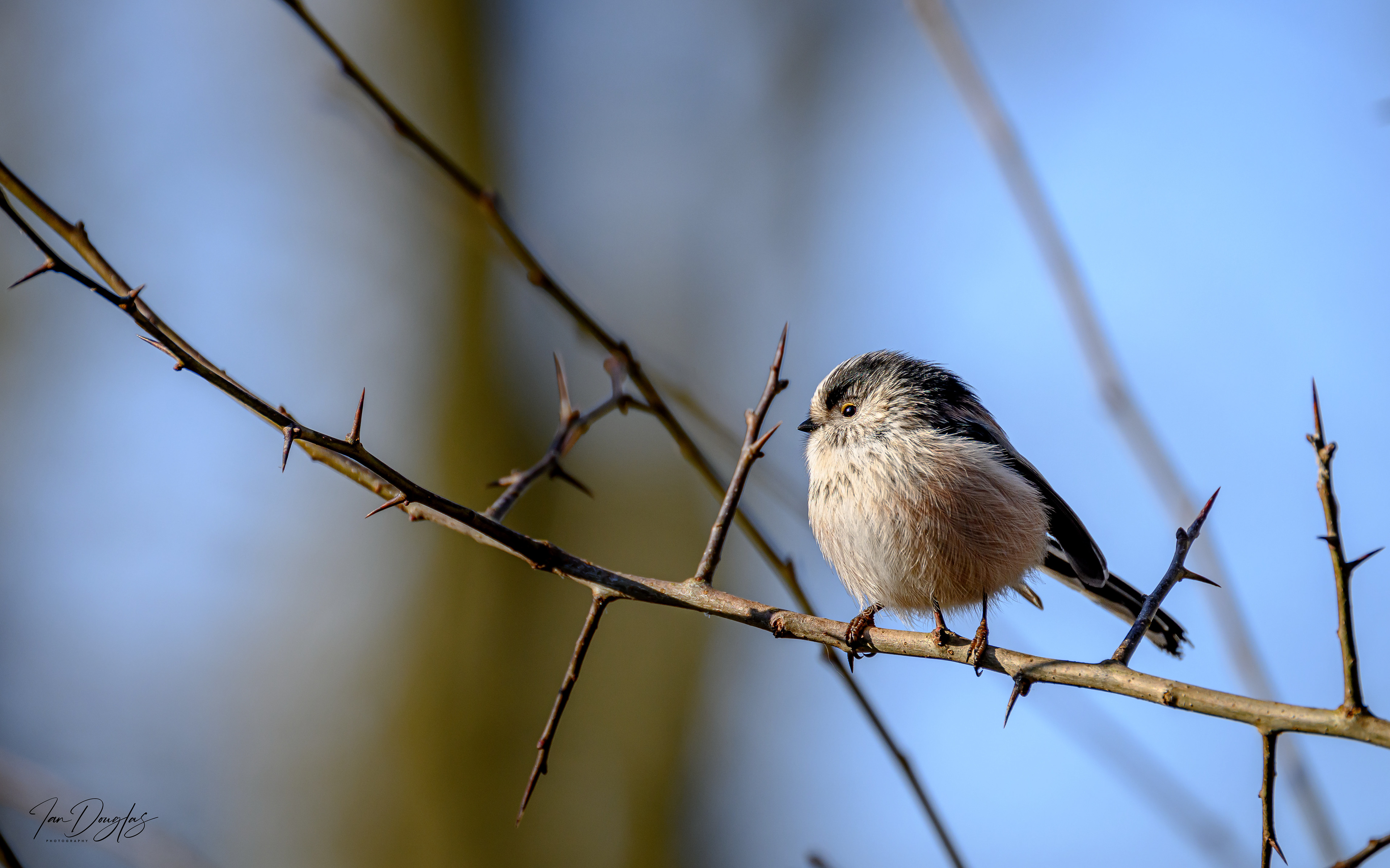 Long tailed tit