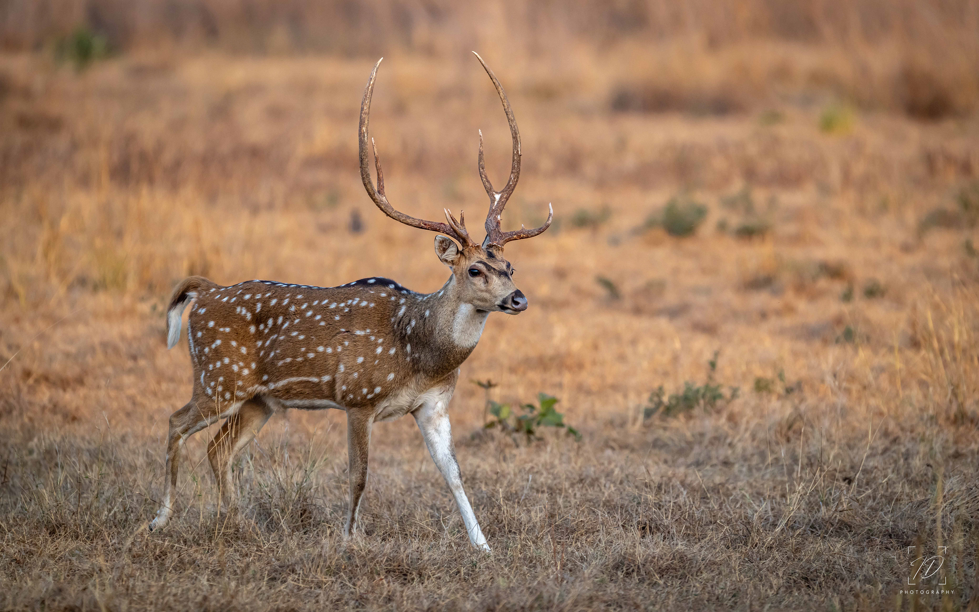 Chital