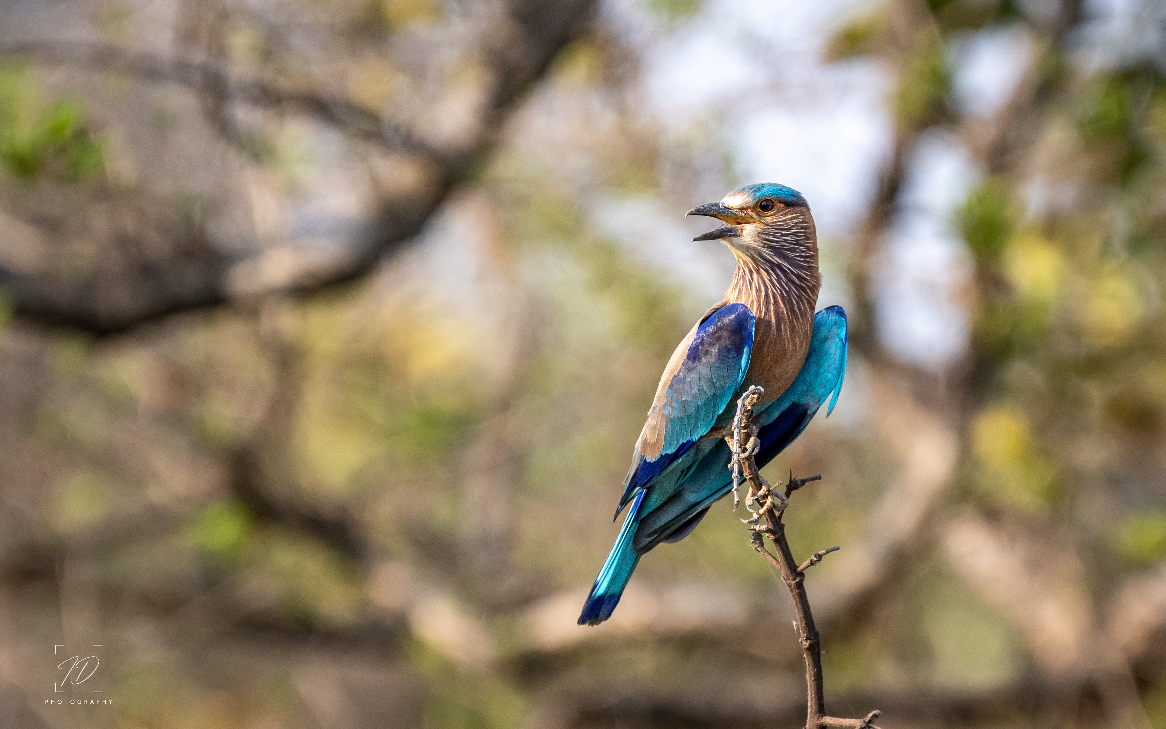 Indian roller