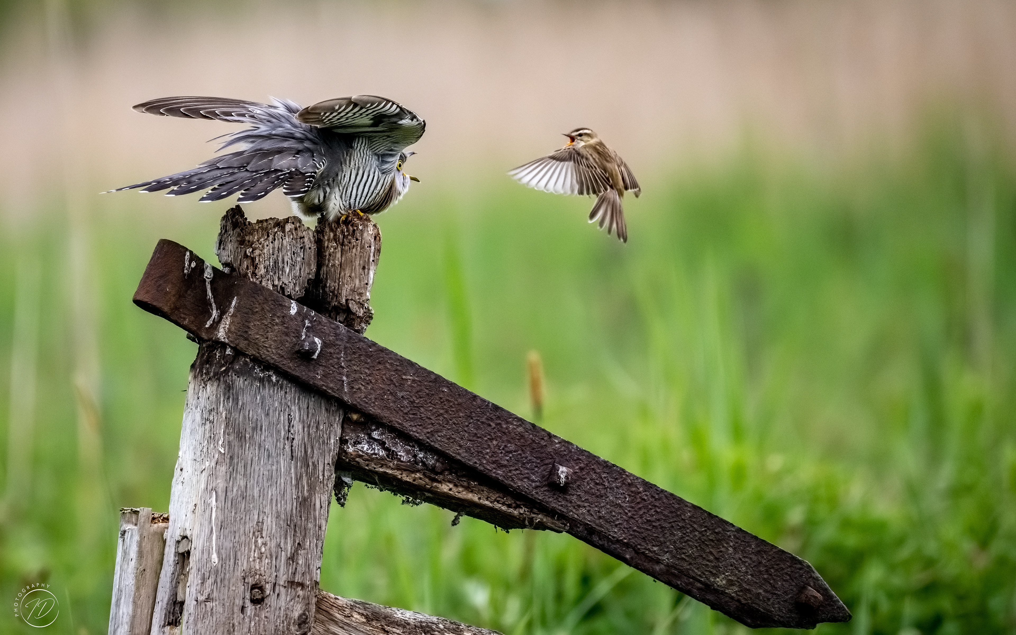 Sedge warbler warning a cuckoo away