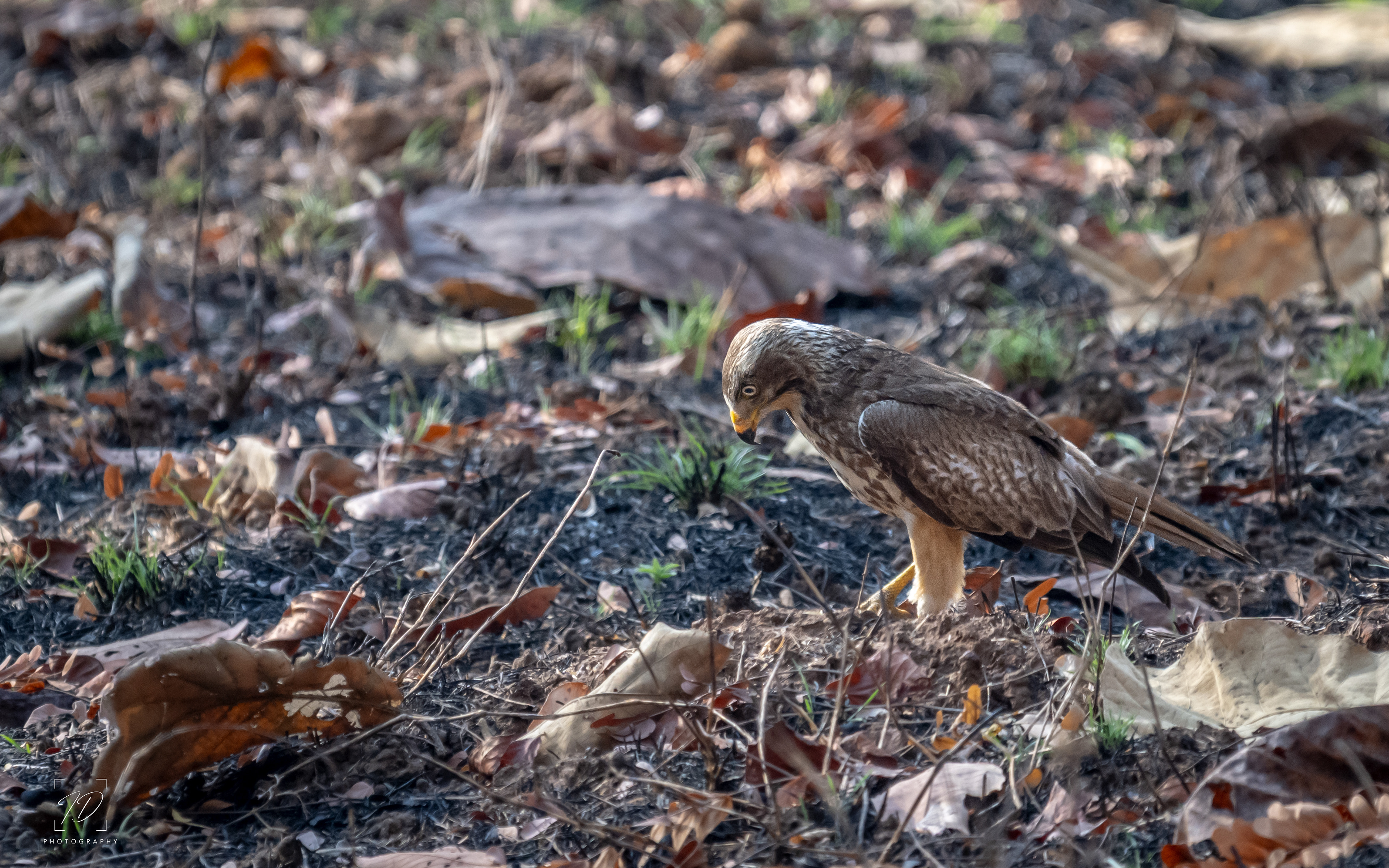 Juvenile wide eyed buzzard