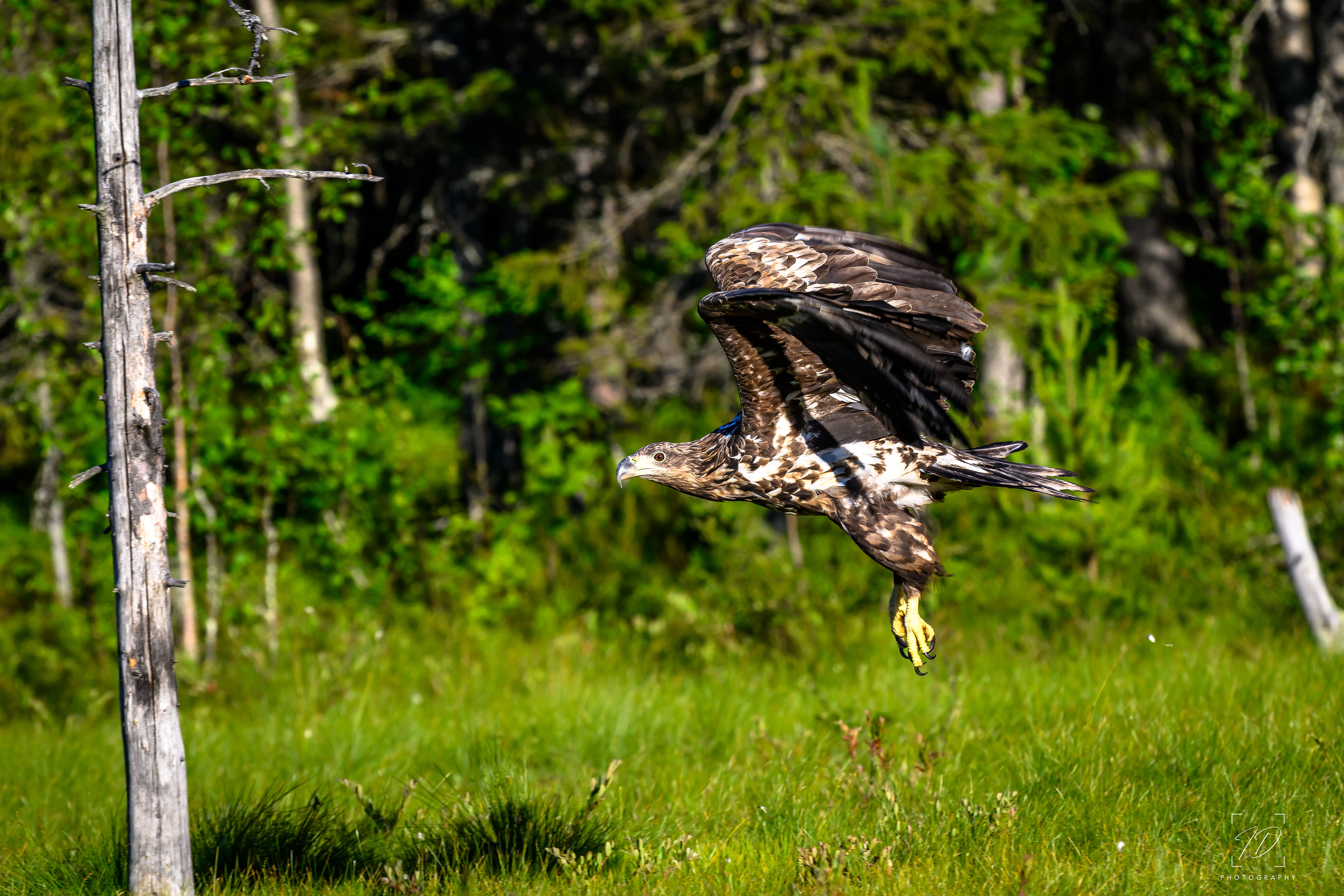 Juvenile white tailed eagle