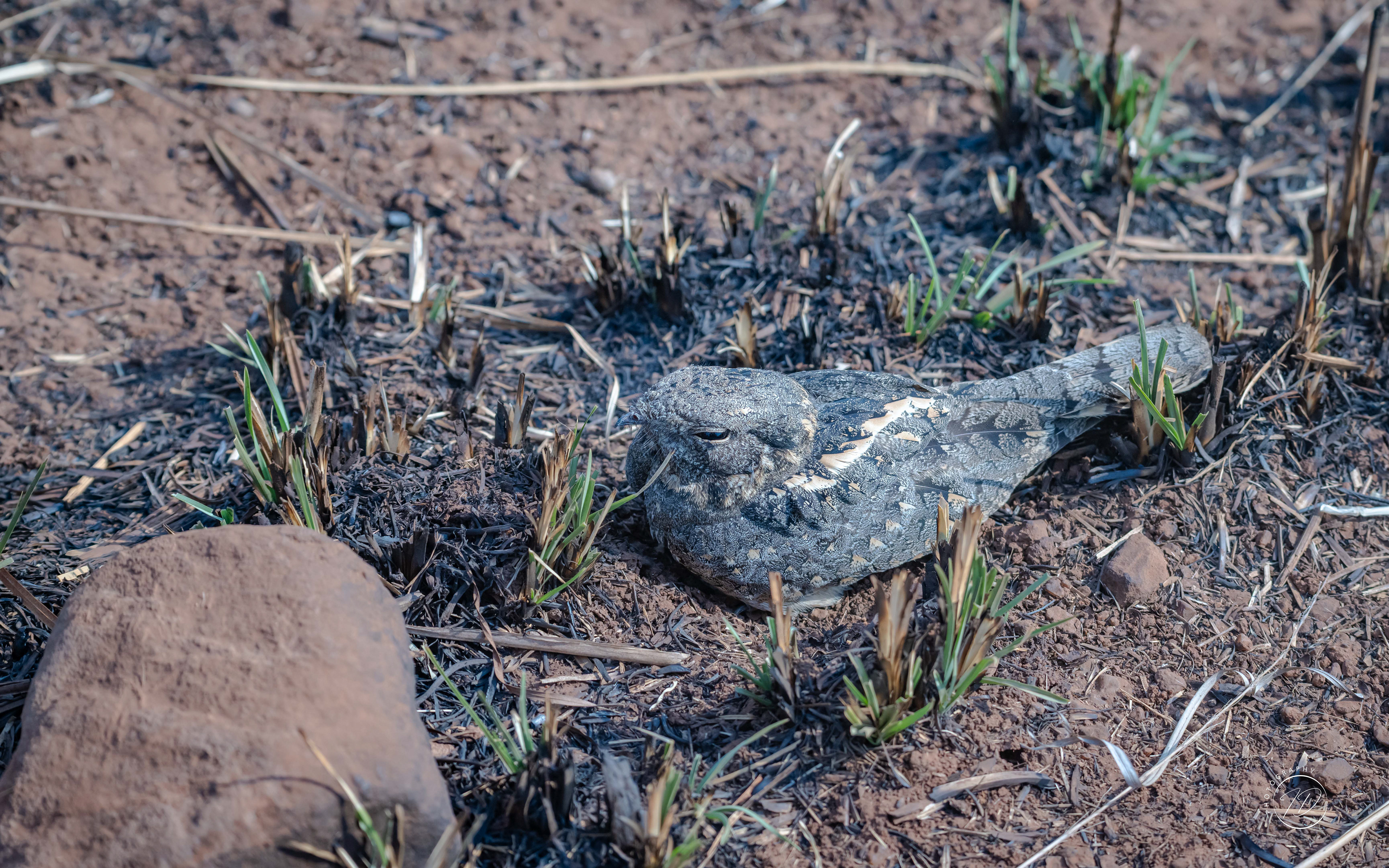 Nightjar