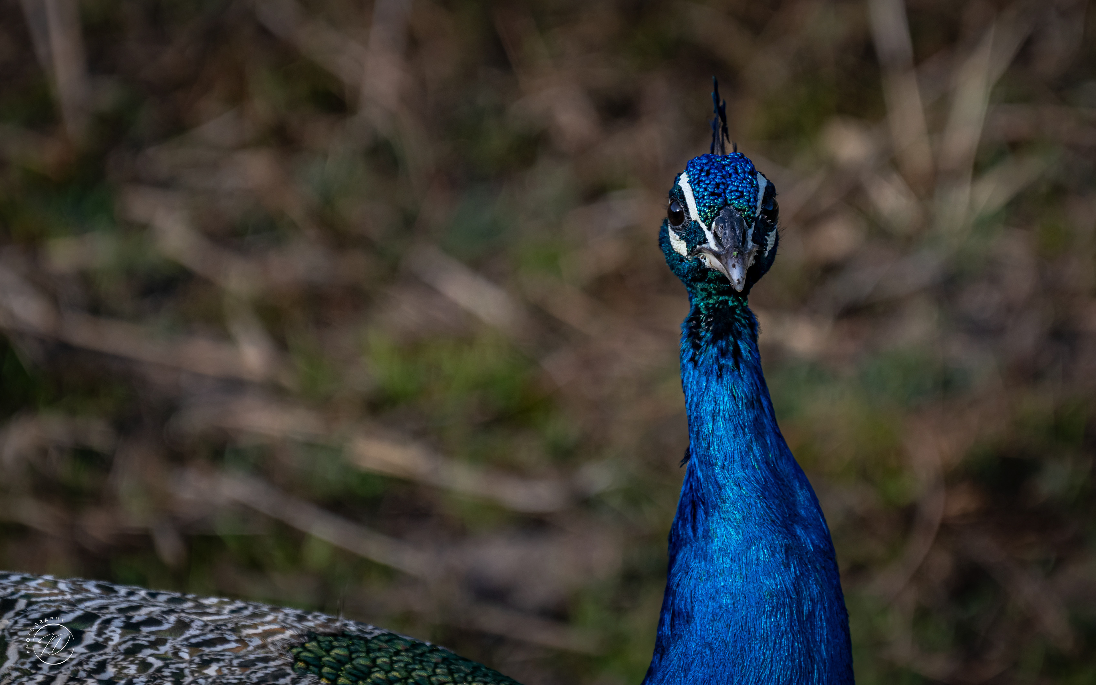 Peacock